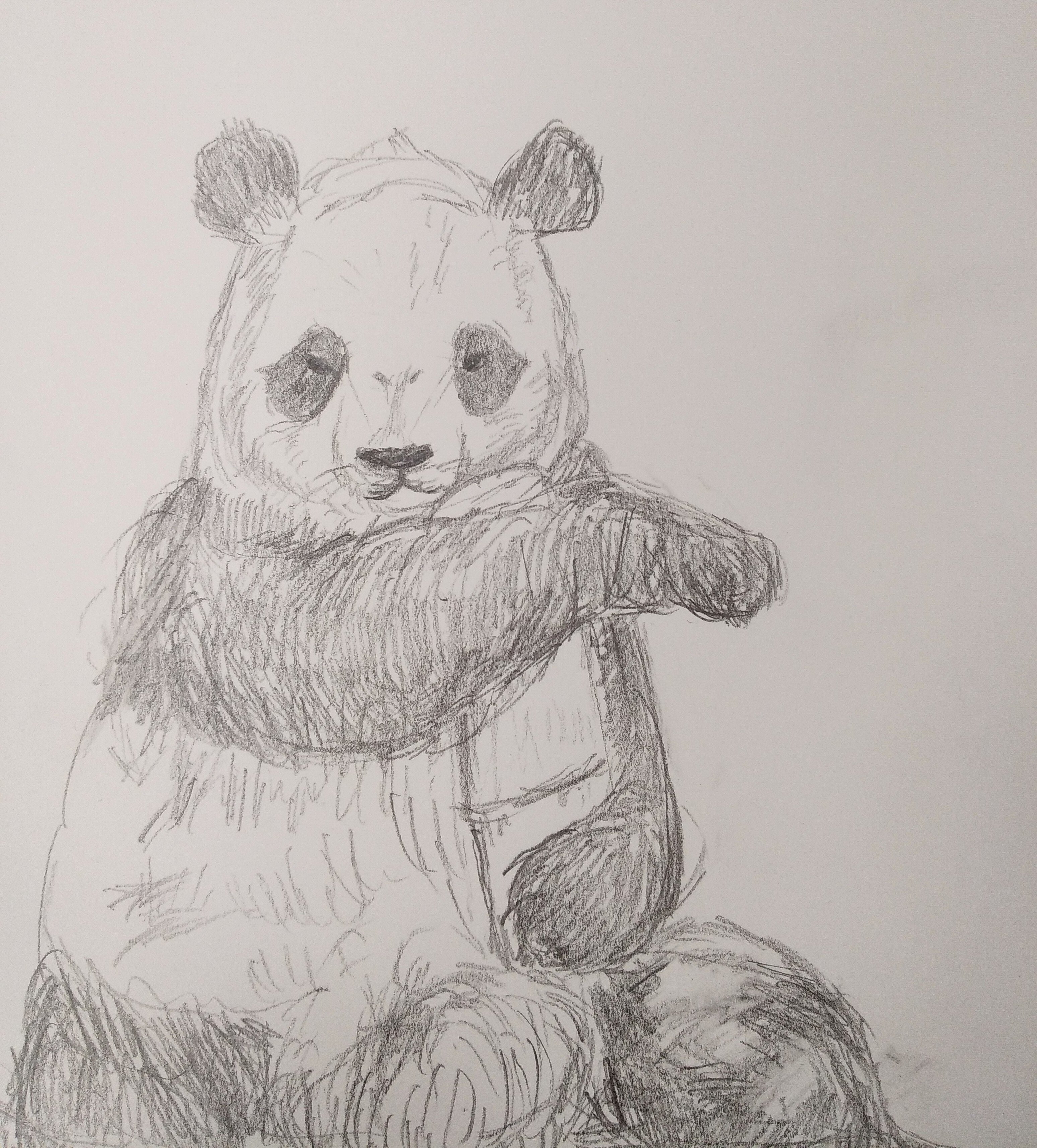 パンダデッサン練習第1週 4/27-5/3｜こひろ@こぎん刺しのテディベア