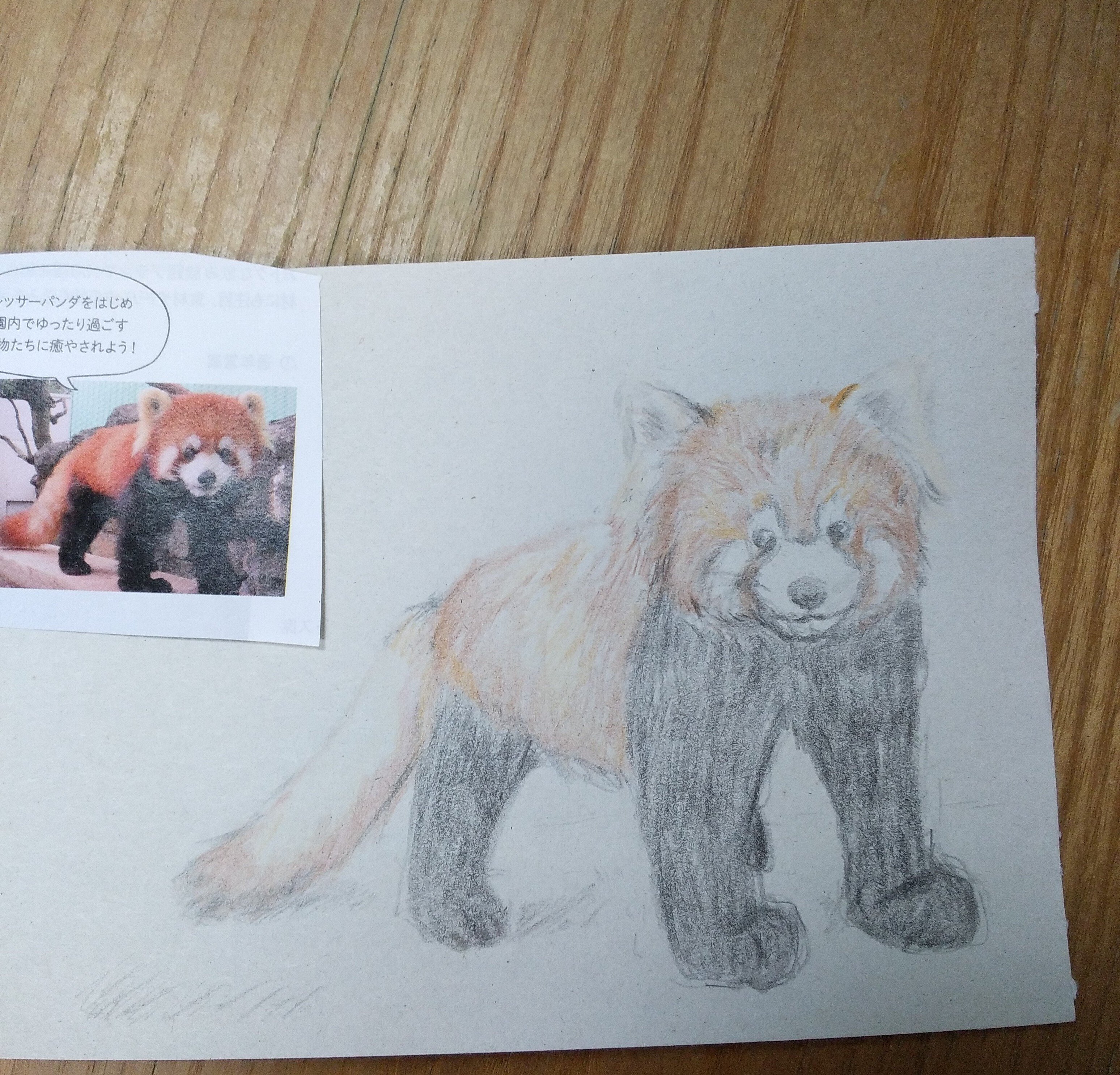 パンダデッサン練習第1週 4/27-5/3｜こひろ@こぎん刺しのテディベア