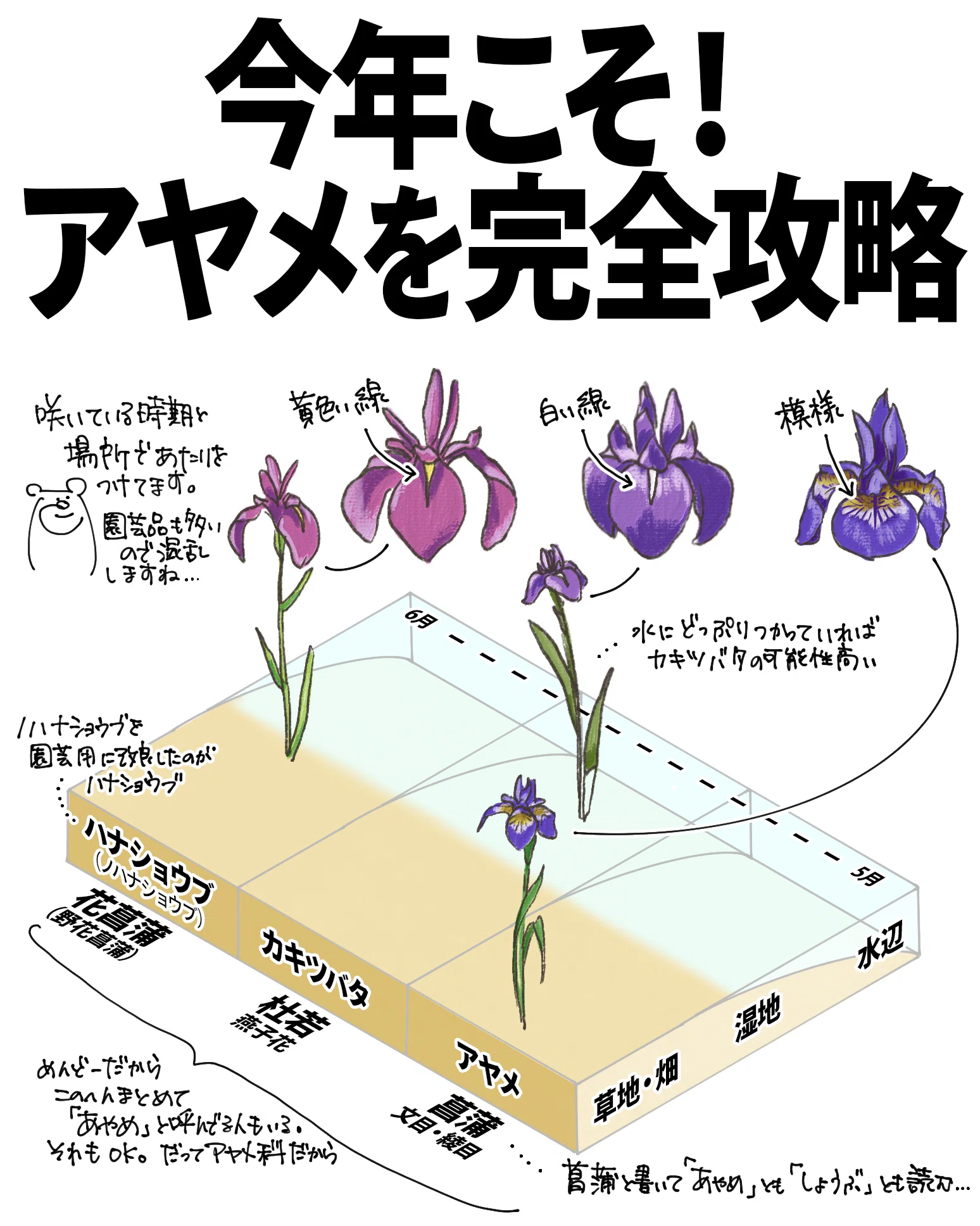今年こそ！アヤメを完全攻略｜くますけ｜自然ガイド・クリエイター
