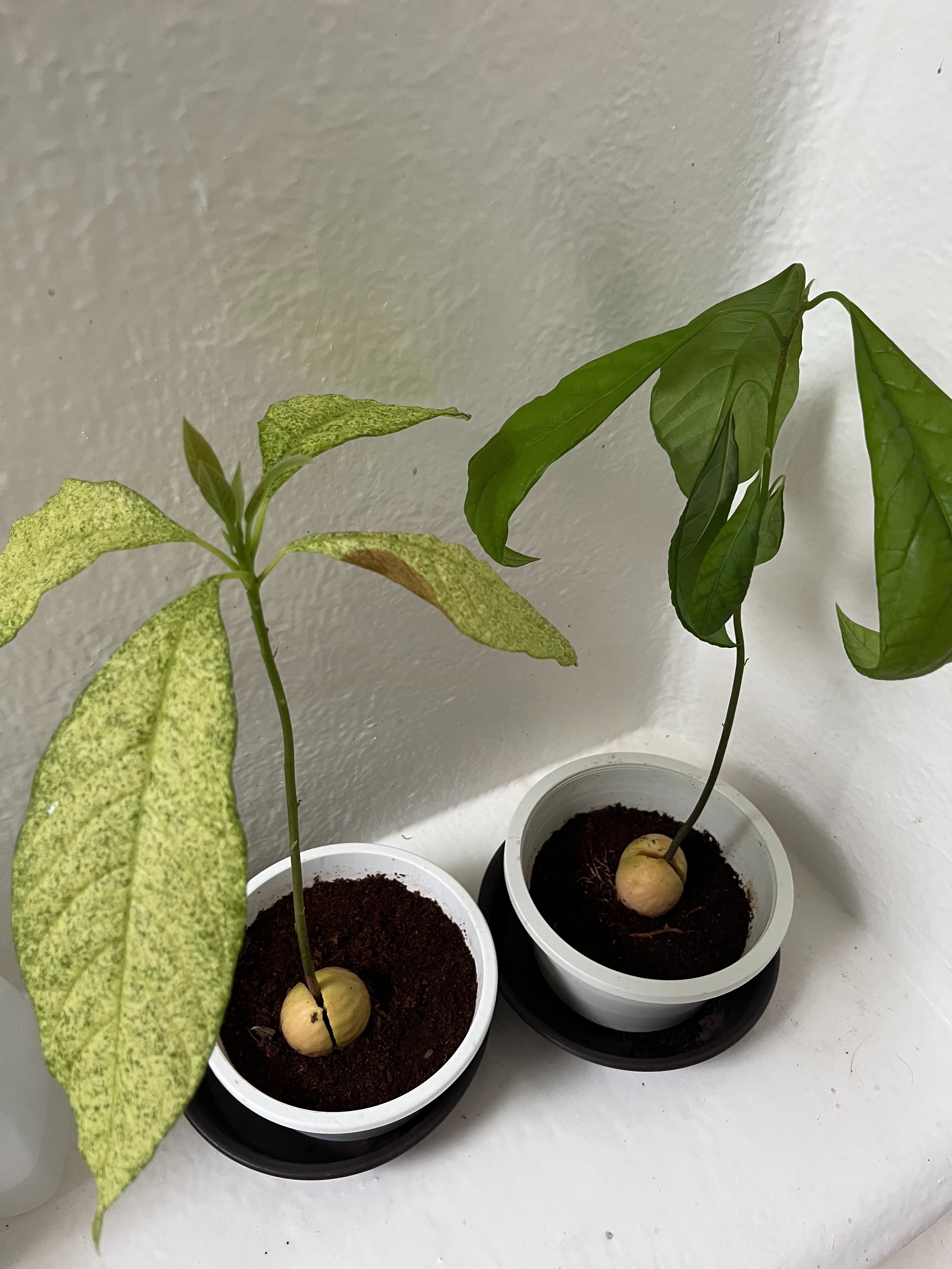 アボカド植え替え｜mariachi