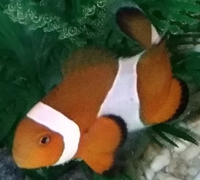 チャッピーページ 低頭キャップボルト（ローヘッドキャップ）I 阪神ネジ株式会社