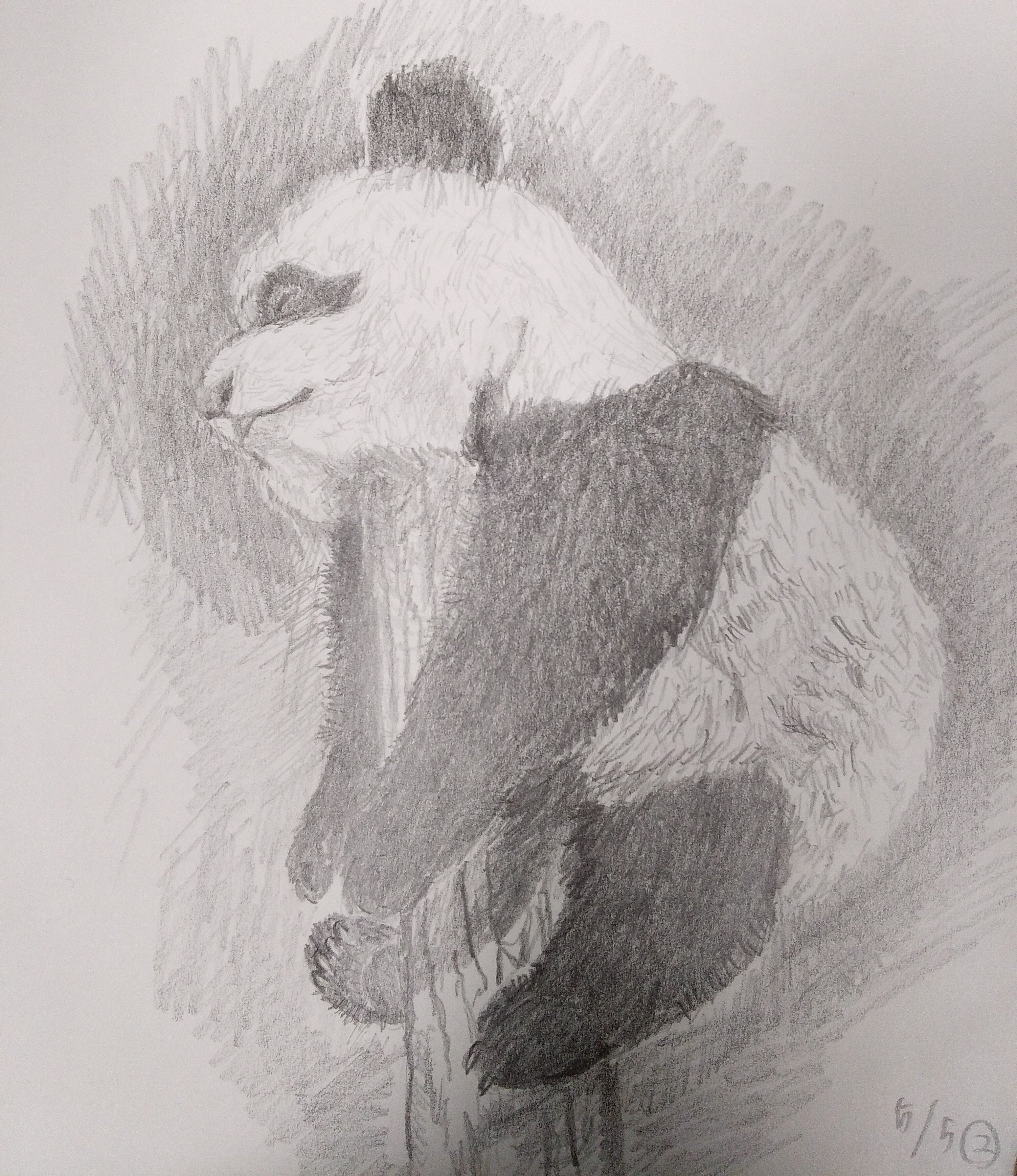 パンダデッサン練習第2週 5/4-5-10｜こひろ@こぎん刺しのテディベア