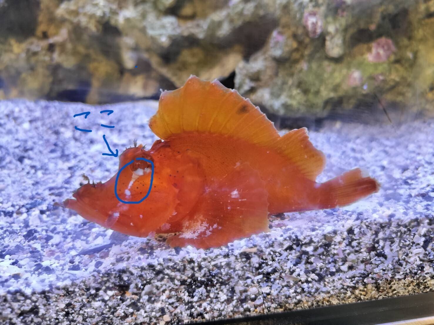 魚好きなら絶対読むべき図書水族館 Vol.1 ナミダカサゴ｜HATAHATA