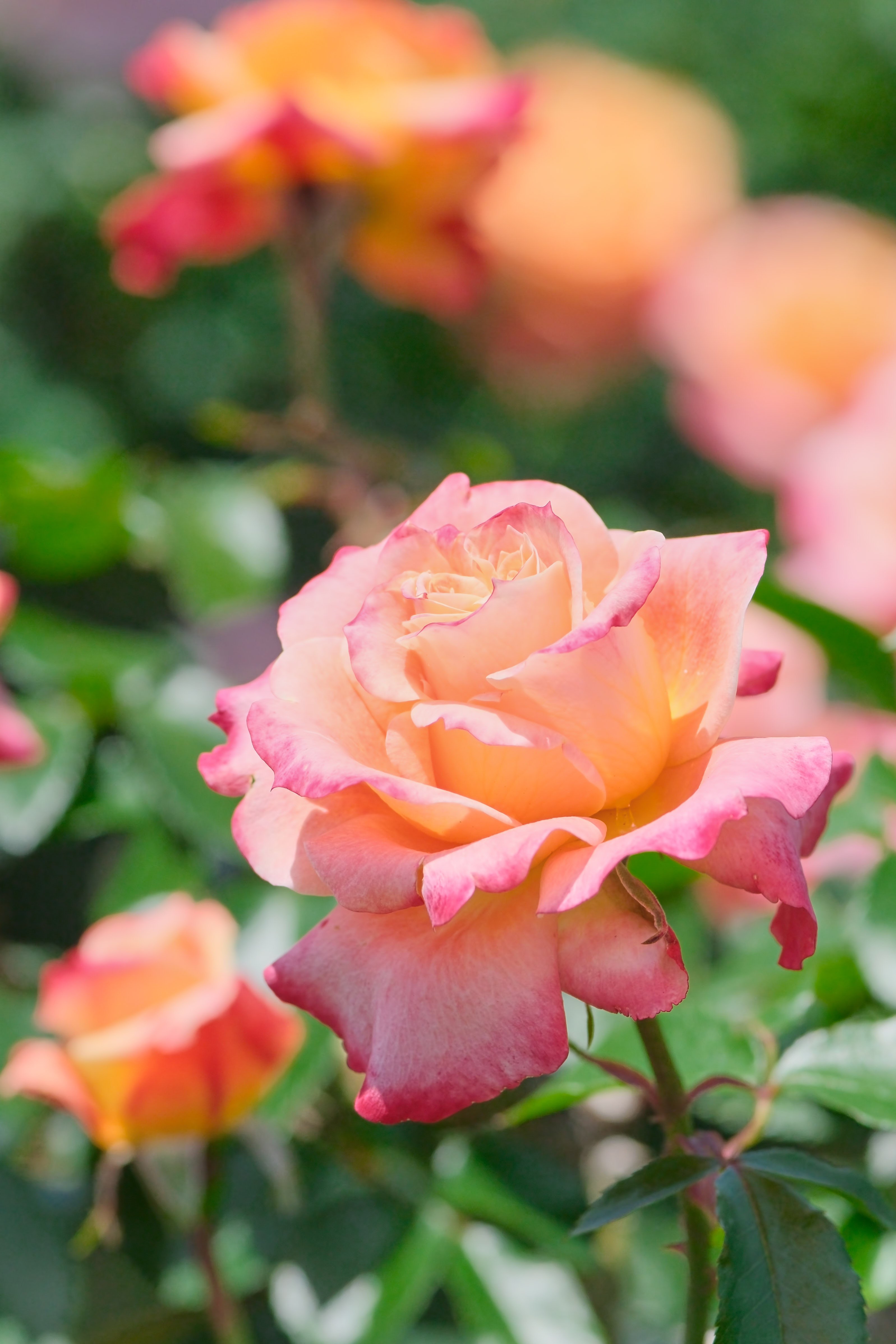 バラ撮り （X-T5 : SP85mm F/1.8 Di VC）｜シェル