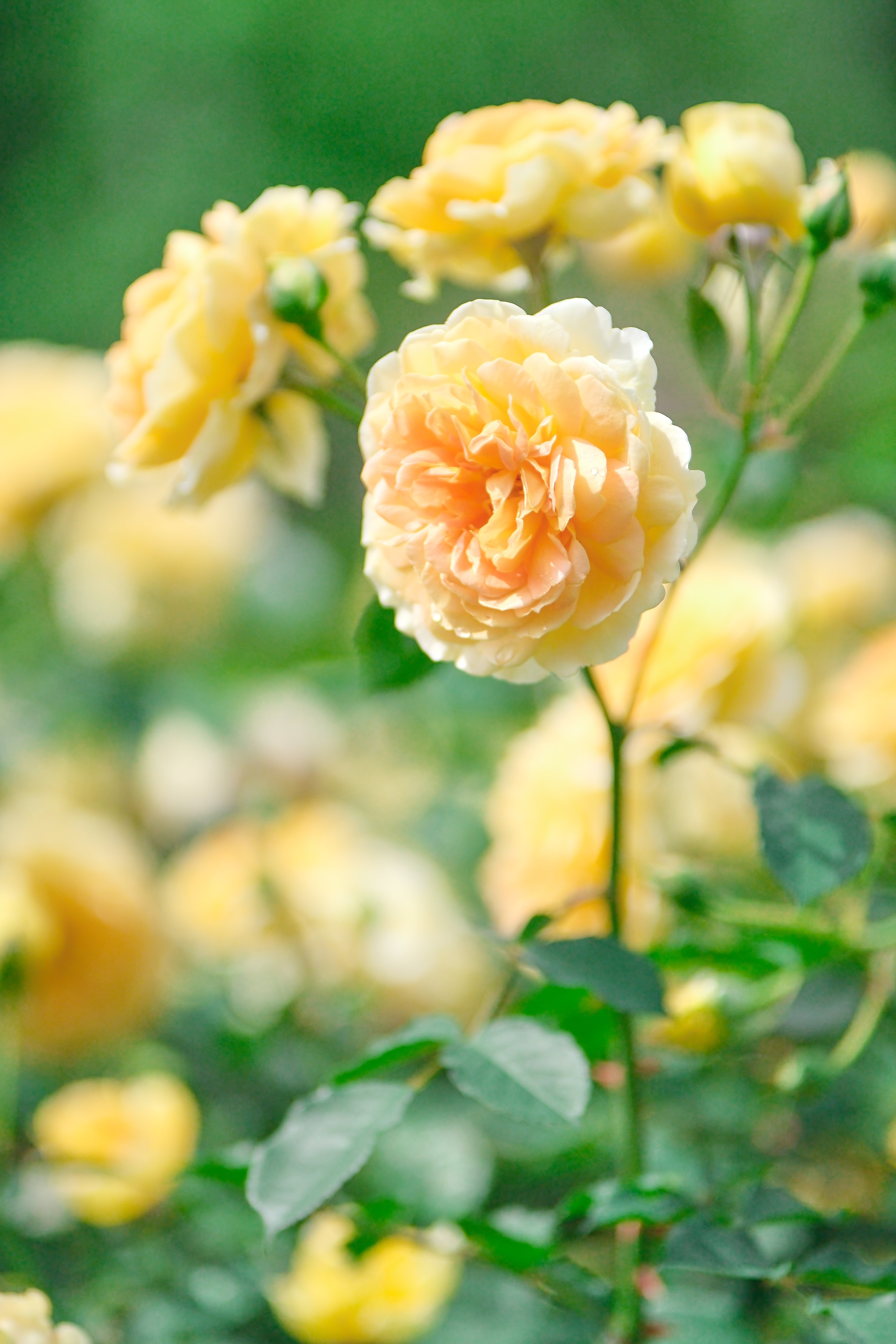 バラ撮り （X-T5 : SP85mm F/1.8 Di VC）｜シェル