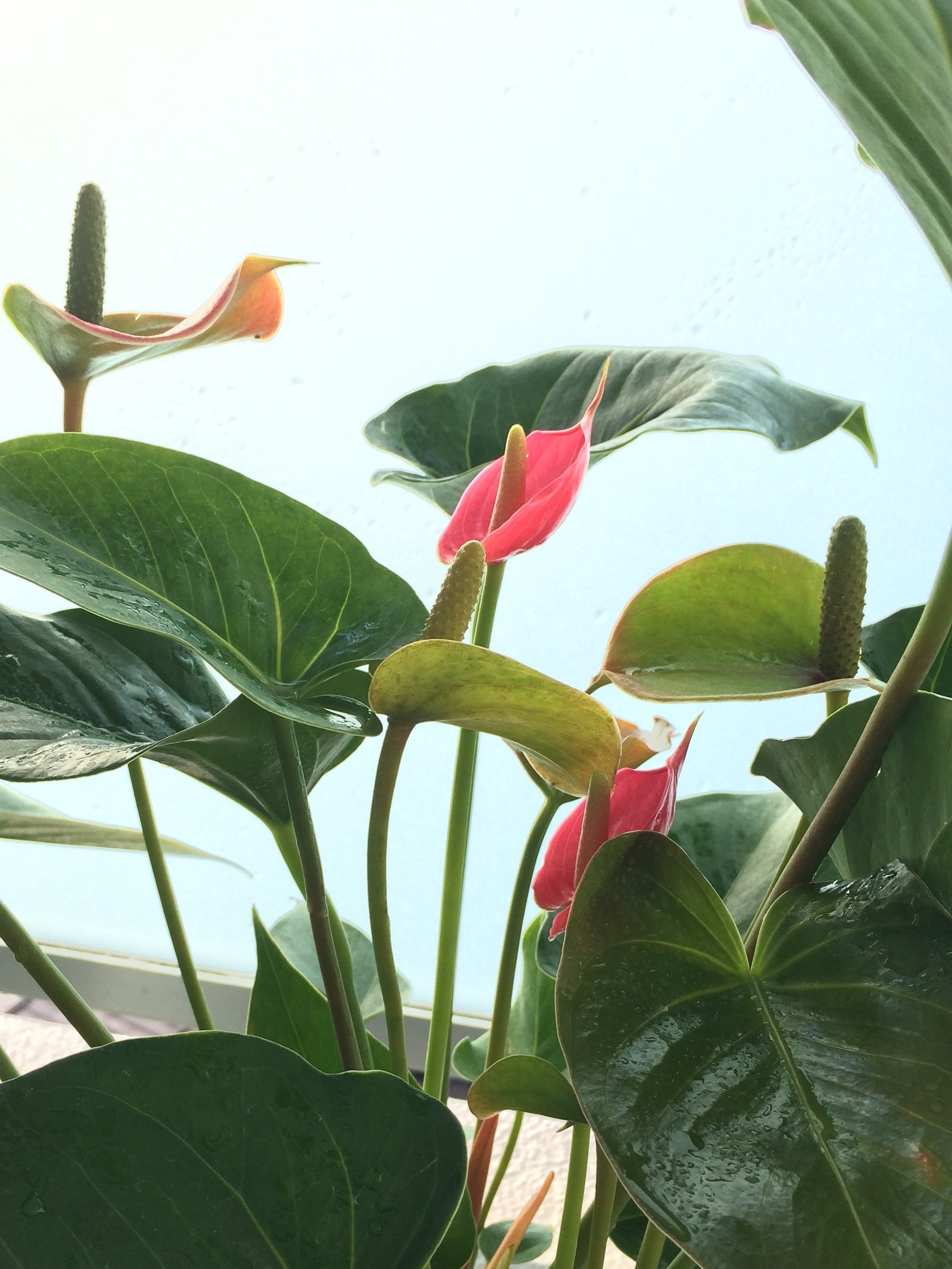 熱帯植物‼️激レア‼️アンスリウム　ルテリー アンスリウム・レガレ / Anthurium Regale㉒│観葉植物