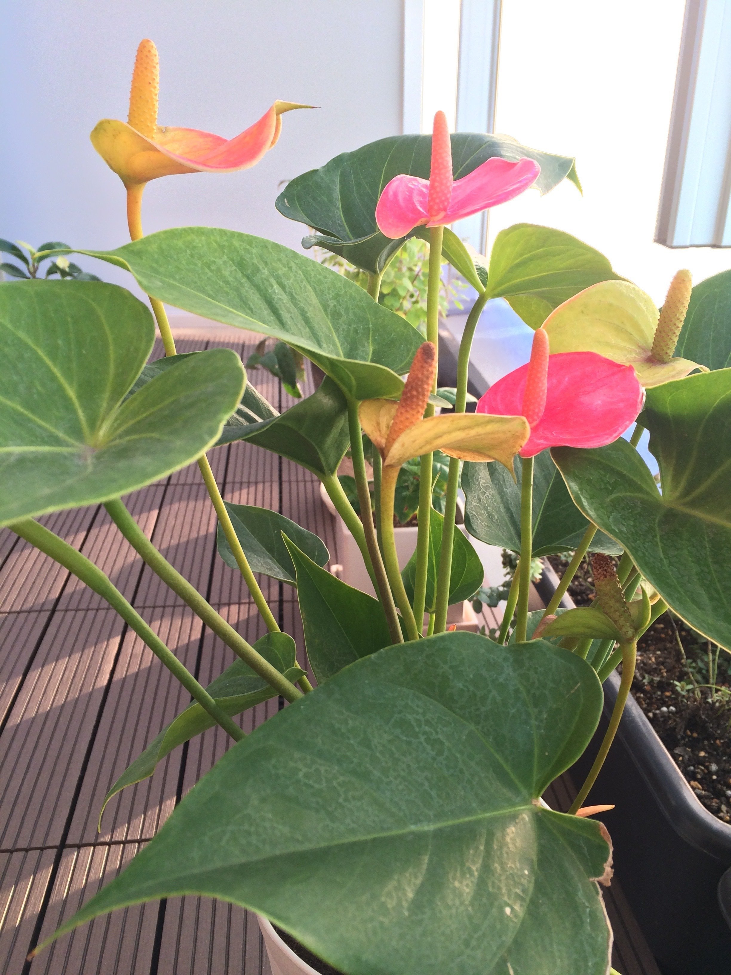 アンスリウム～Botanical Life 始まる 4｜Strelitzia