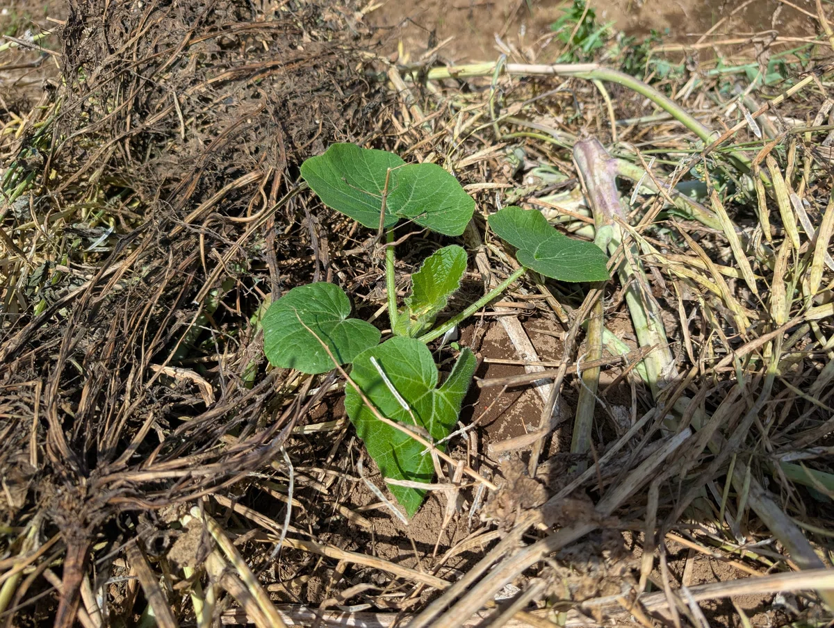 苗の手入れと定植と間引き|雨のち晴れ