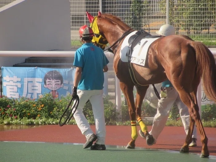 大井競馬場パドックの様子１