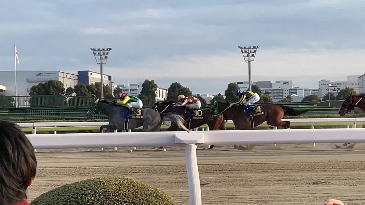 大井競馬場レース