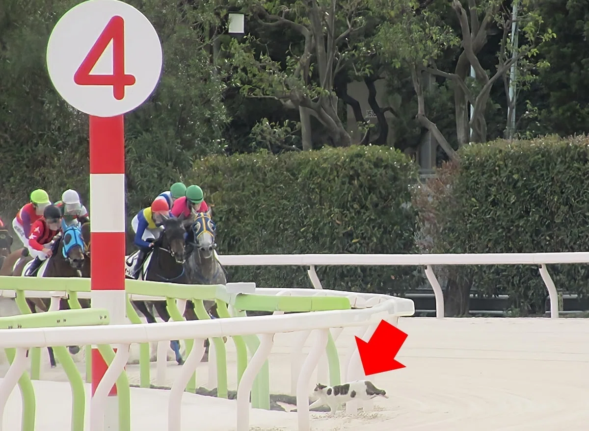 大井競馬場レースの様子３