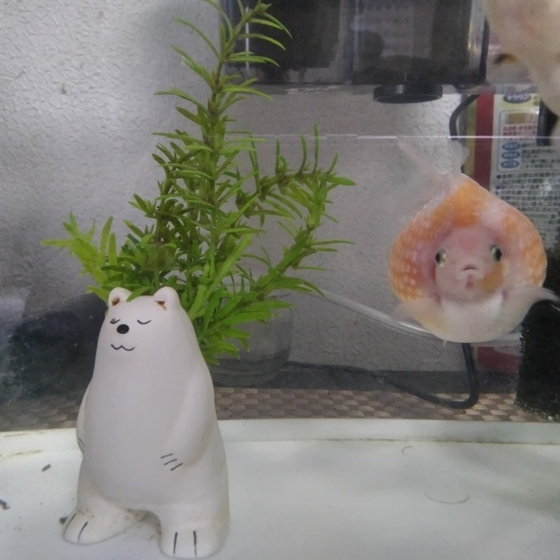 珍珠鱗 (ちんしゅりん)とは【ピクシブ百科事典】