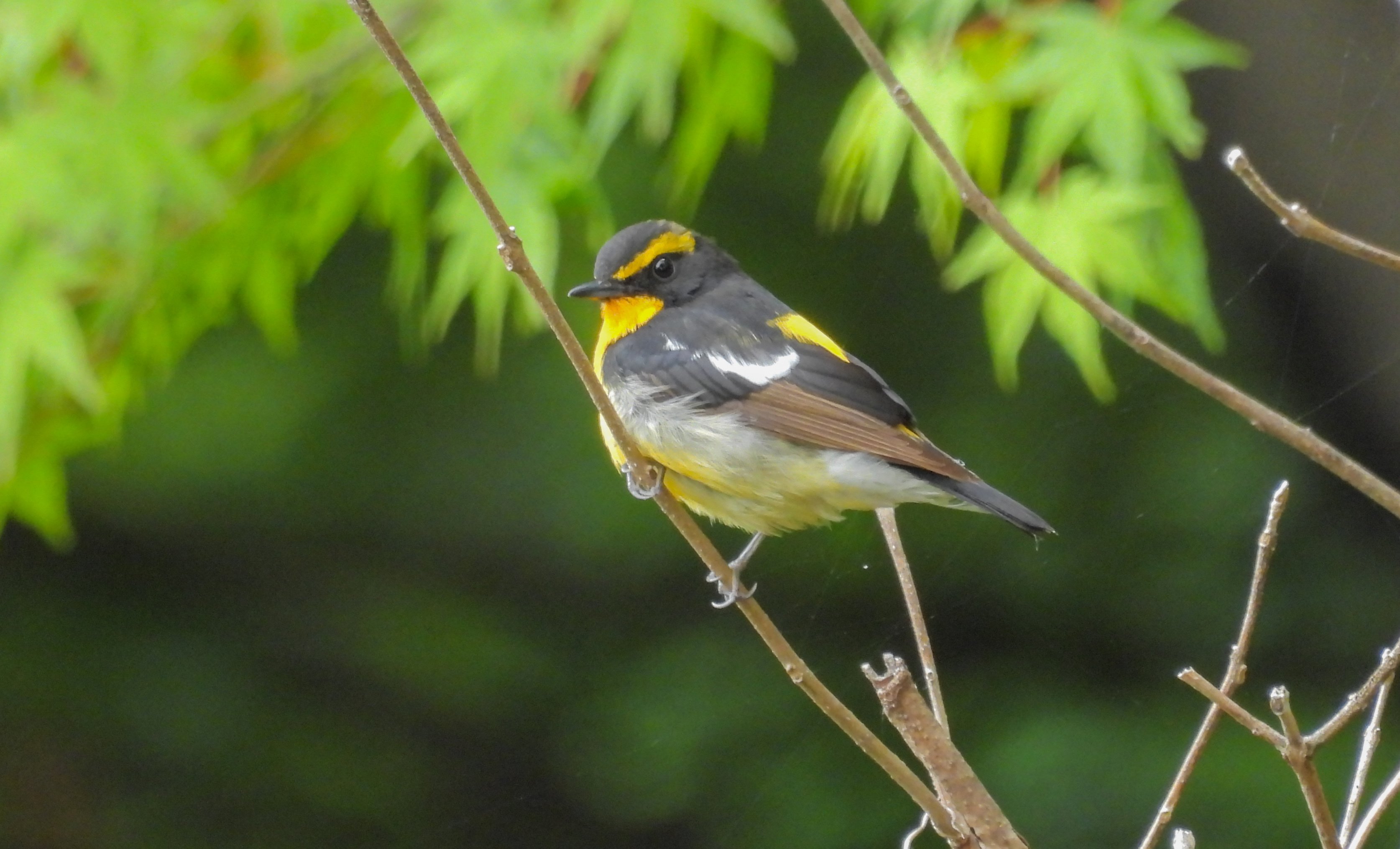 永山公園(青梅市)と羽村堰(羽村市)、5月中旬の探鳥散歩｜a little bird