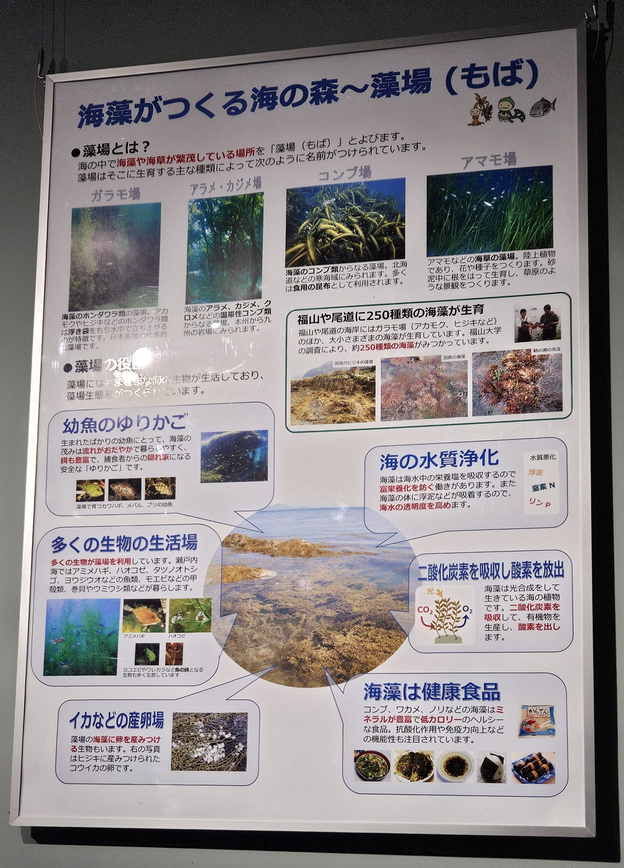 全国水族館の旅【61】福山大学マリンバイオセンター水族館｜美原さつき