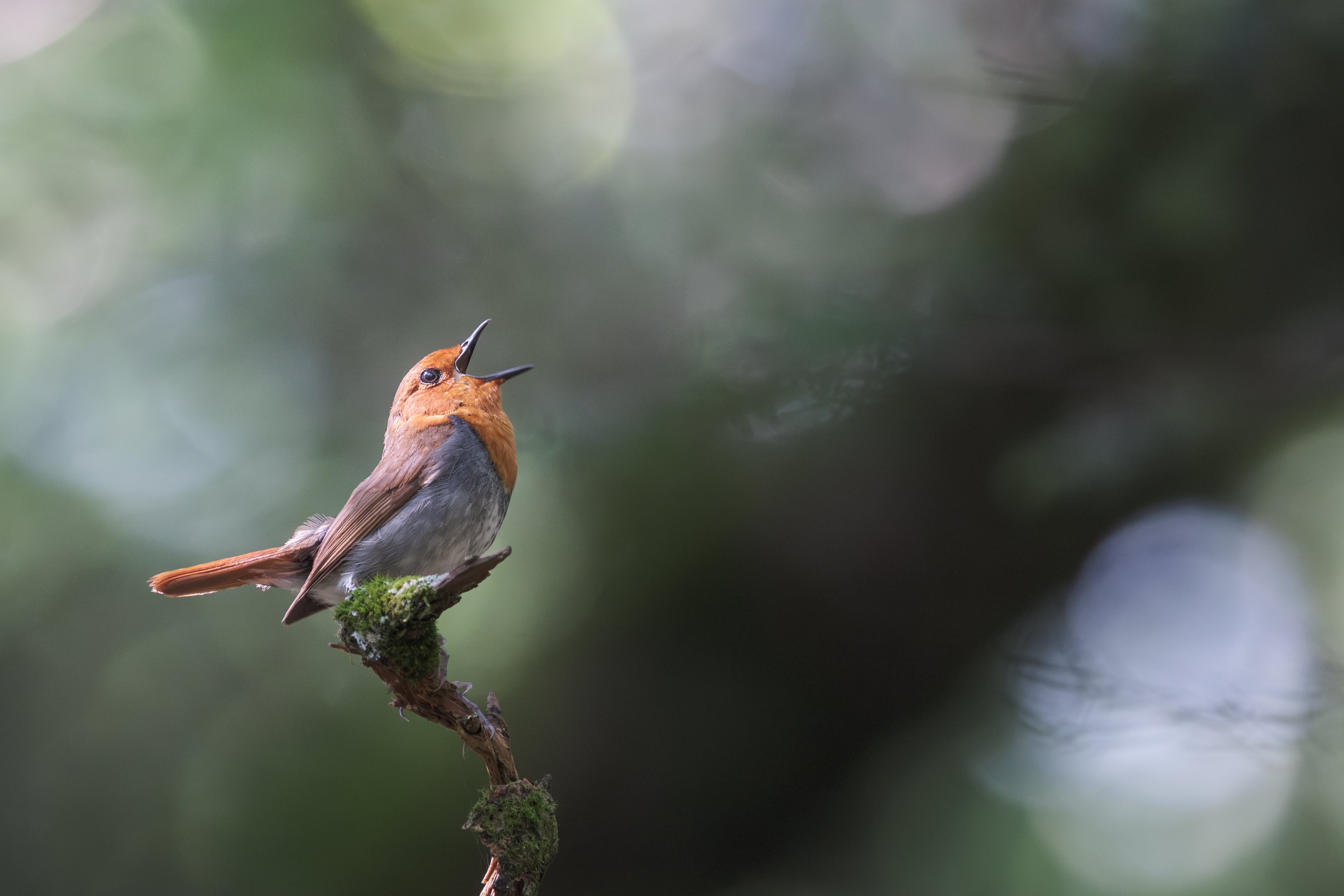 野鳥撮影ユーザーがXマウントからZマウントに切り替えた理由｜もるたる