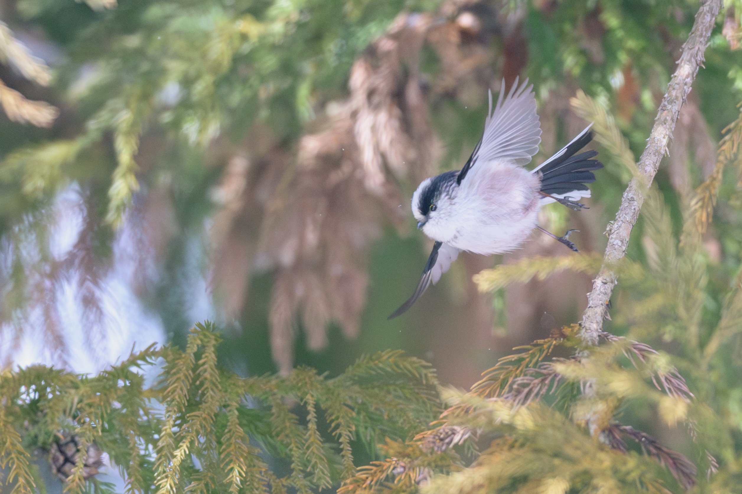野鳥撮影ユーザーがXマウントからZマウントに切り替えた理由｜もるたる
