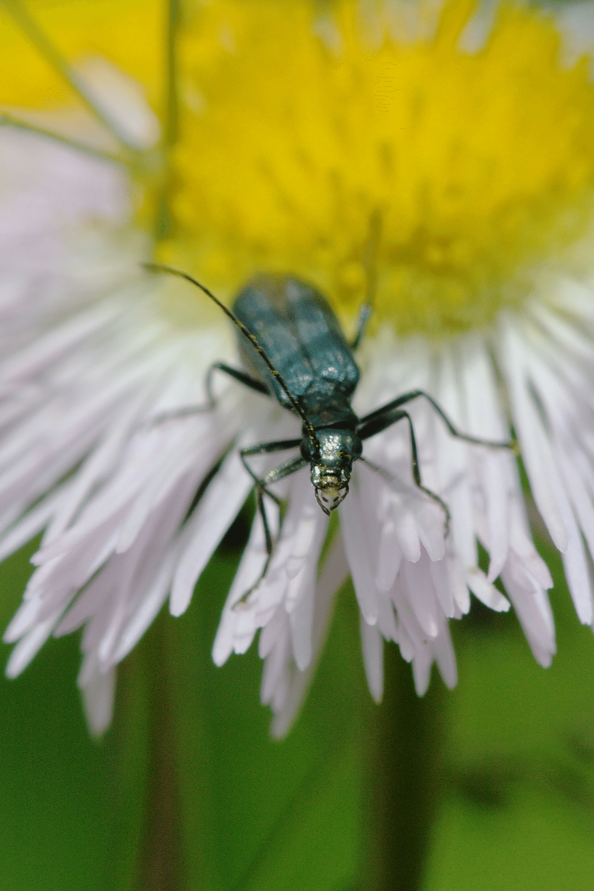 モモブトカミキリモドキ｜INSETTO