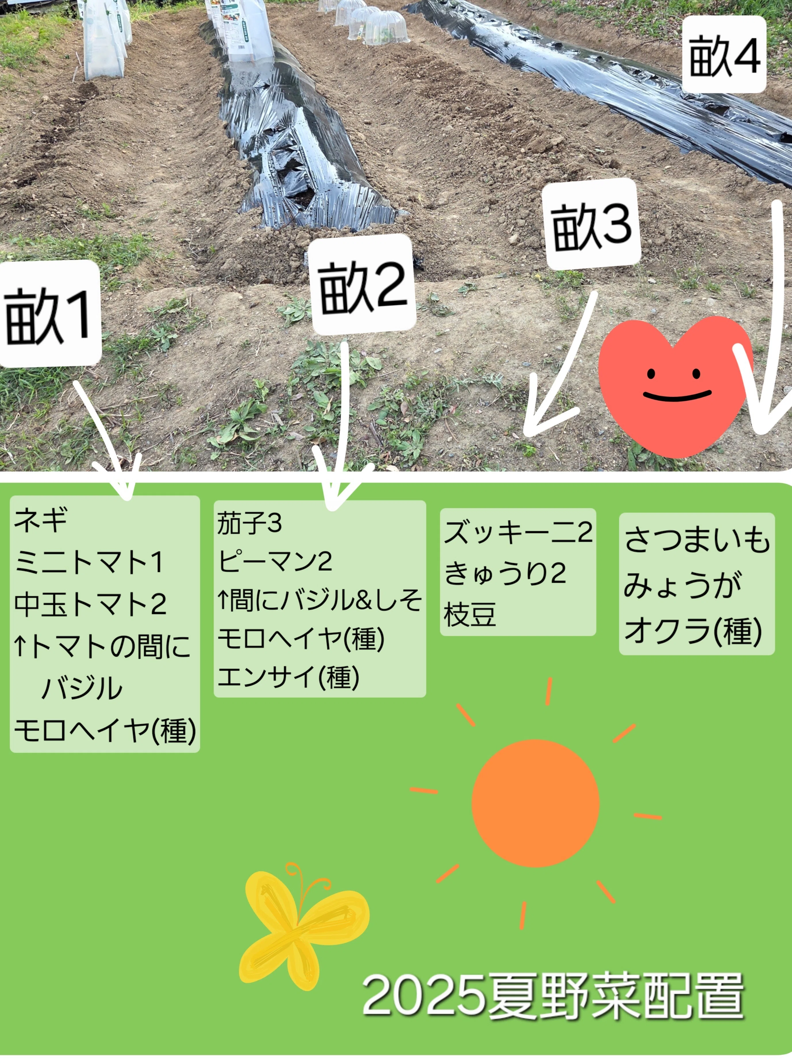 初めての苗植え🌞家庭菜園ログvol4｜ルビー