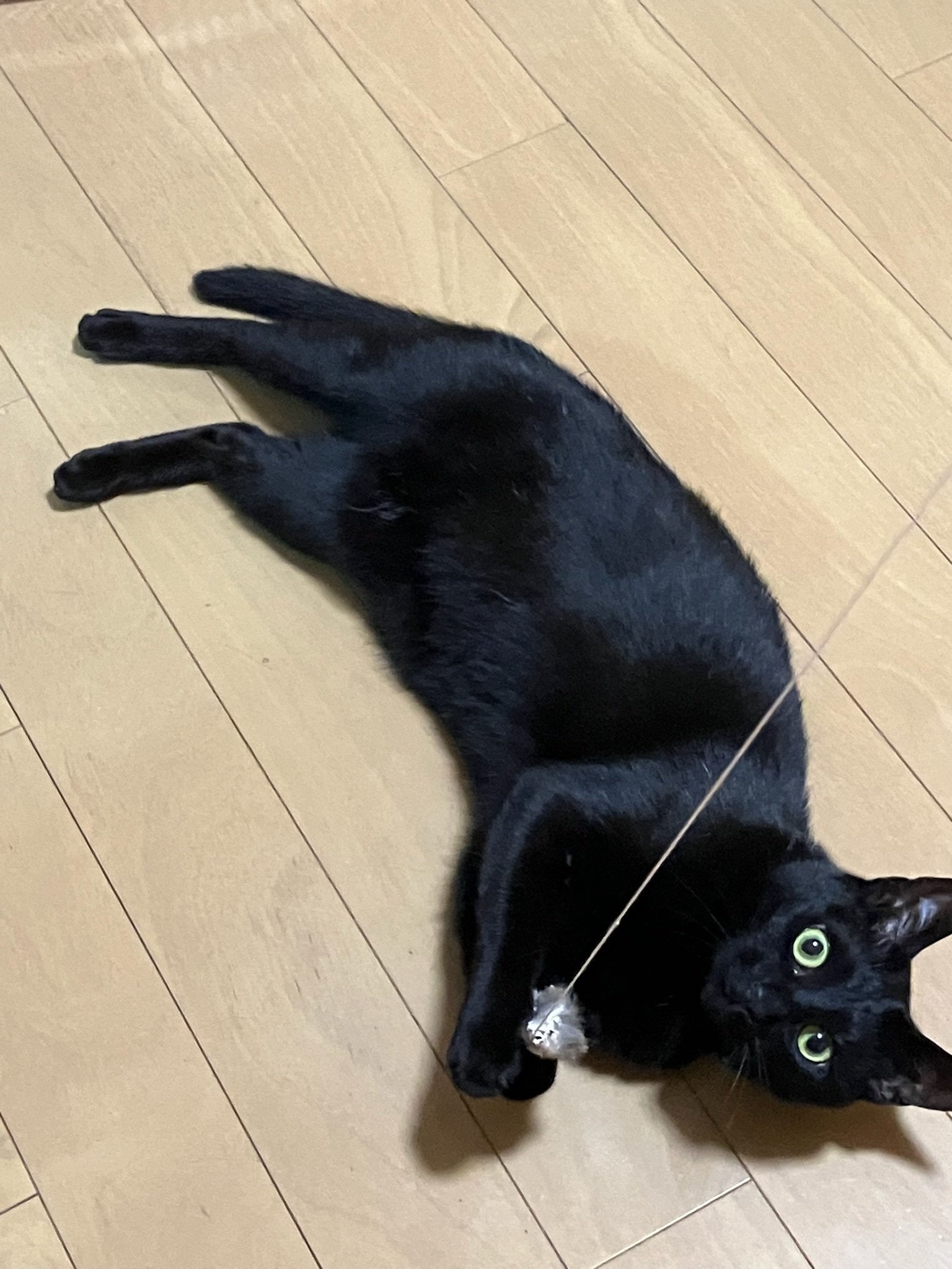 黒猫さん　にゃんこのベッド mofusand-_kurokonekoBIG_1-1-
