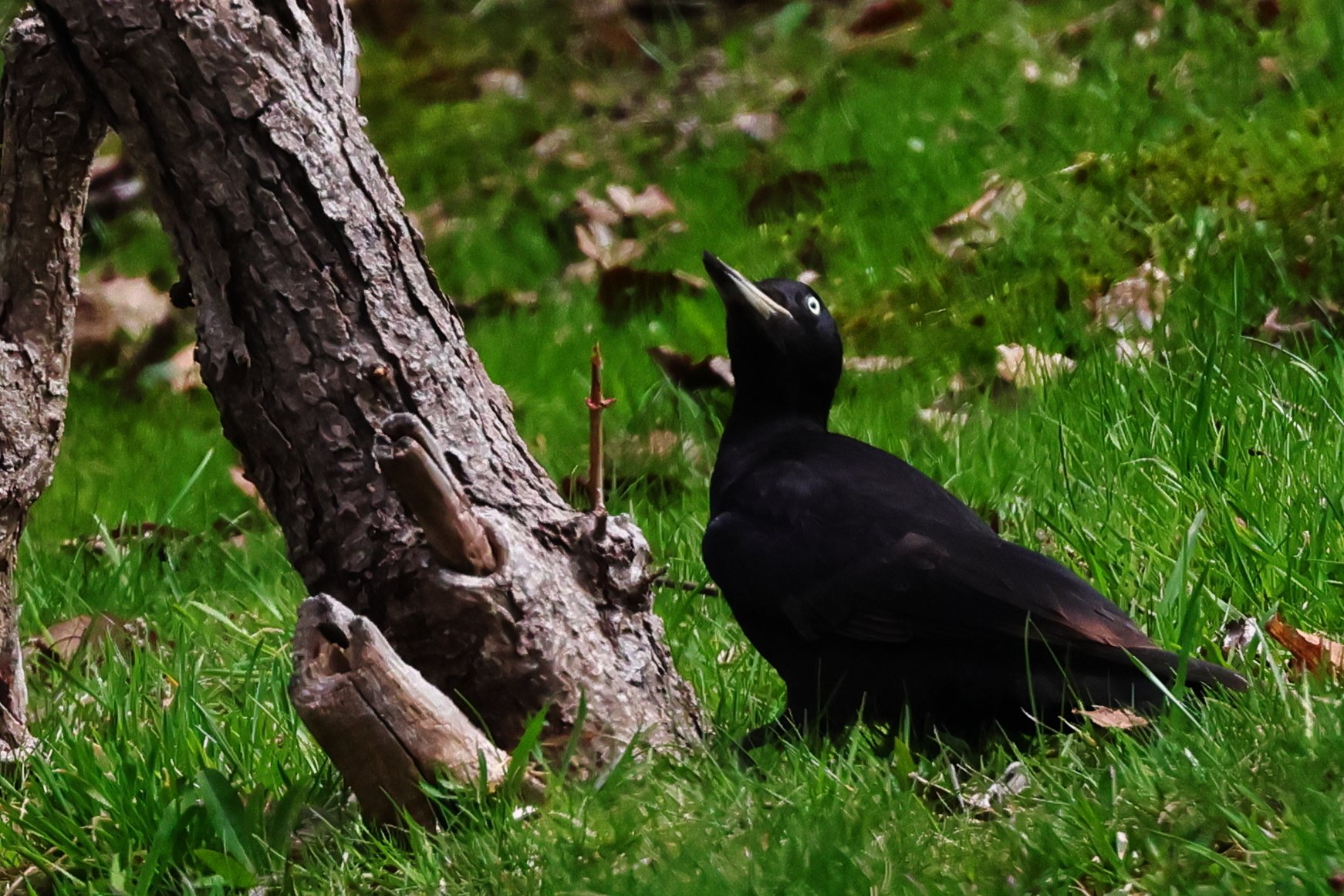 まるでカラス【クマゲラ】｜詢