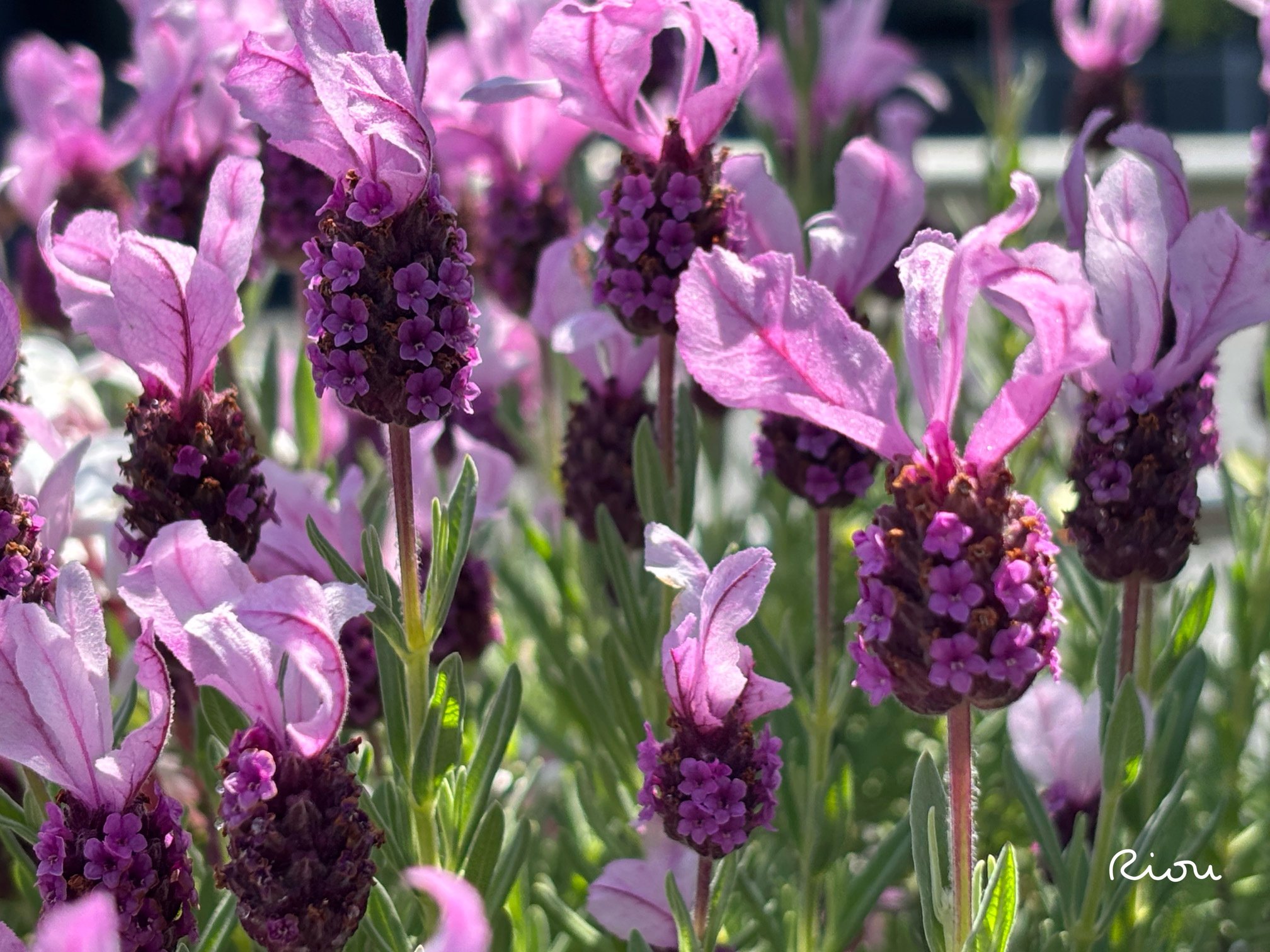 花言葉】フレンチラベンダー｜璃桜（りおう）＠日常の彩り