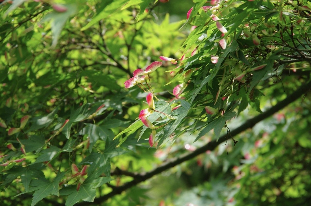 写真】散歩道の植物 2025.5.第2週 | モミジの翼果(14枚)｜オオニシ チヒロ