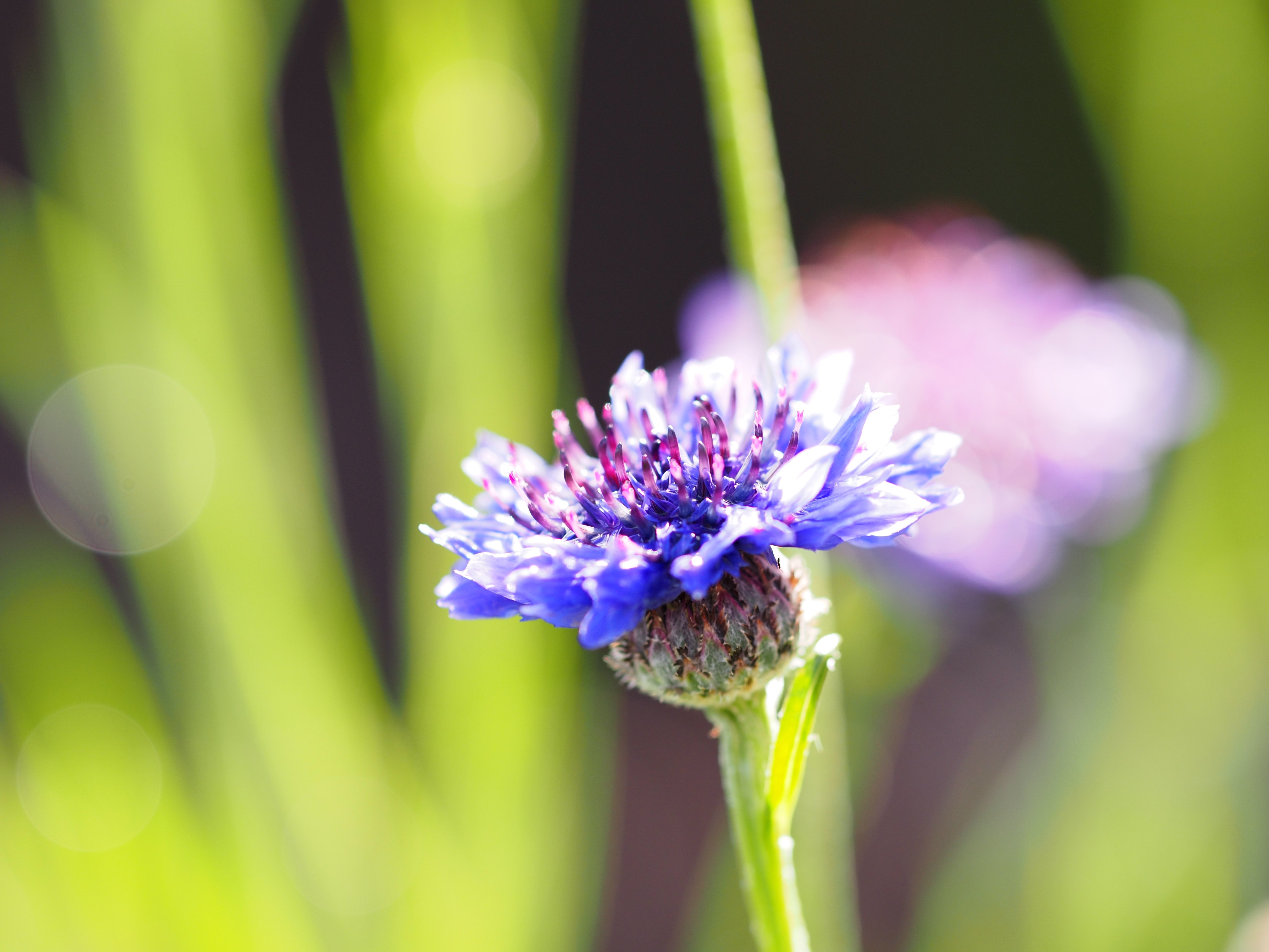 SAMYANG ED UMC 135mm F2 マイクロフォーサーズ 望遠 135mm F2.0 ED UMC | SAMYANG | ケンコー・トキナー