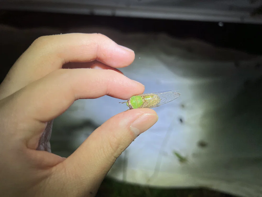 世界最大のカミキリムシ、タイタンオオウスバカミキリ採集記｜竜洋昆虫