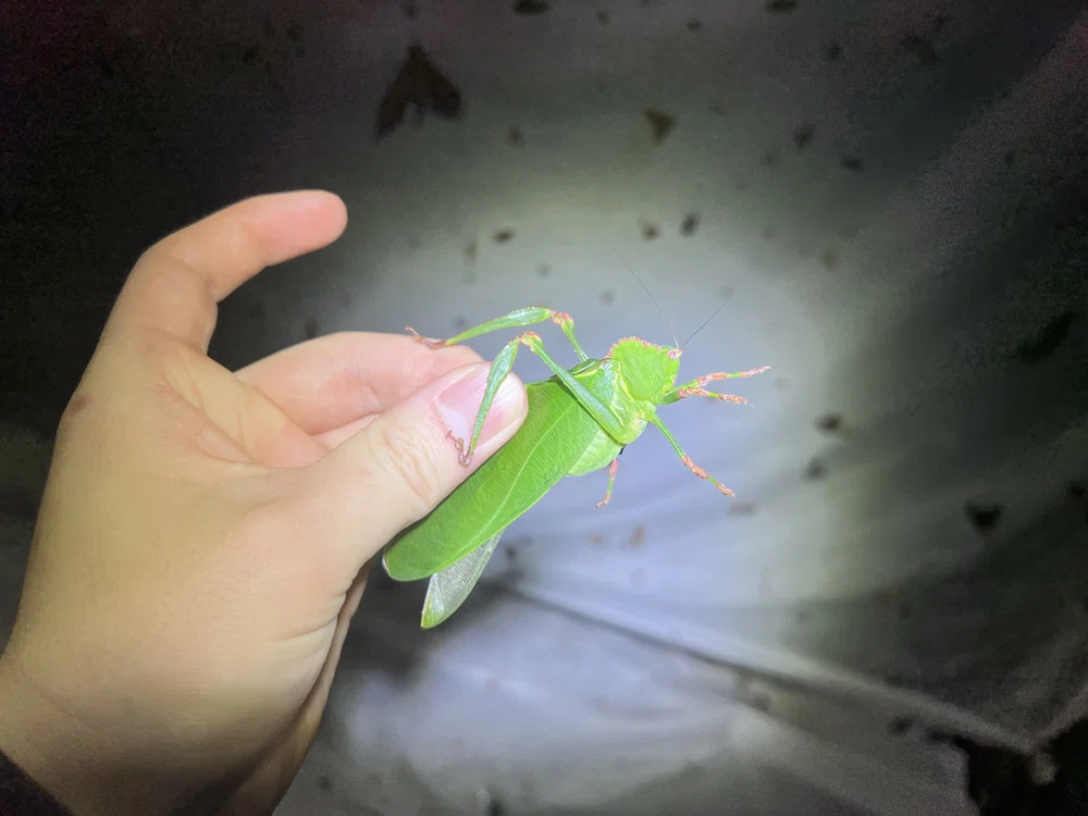 世界最大のカミキリムシ、タイタンオオウスバカミキリ採集記｜竜洋昆虫