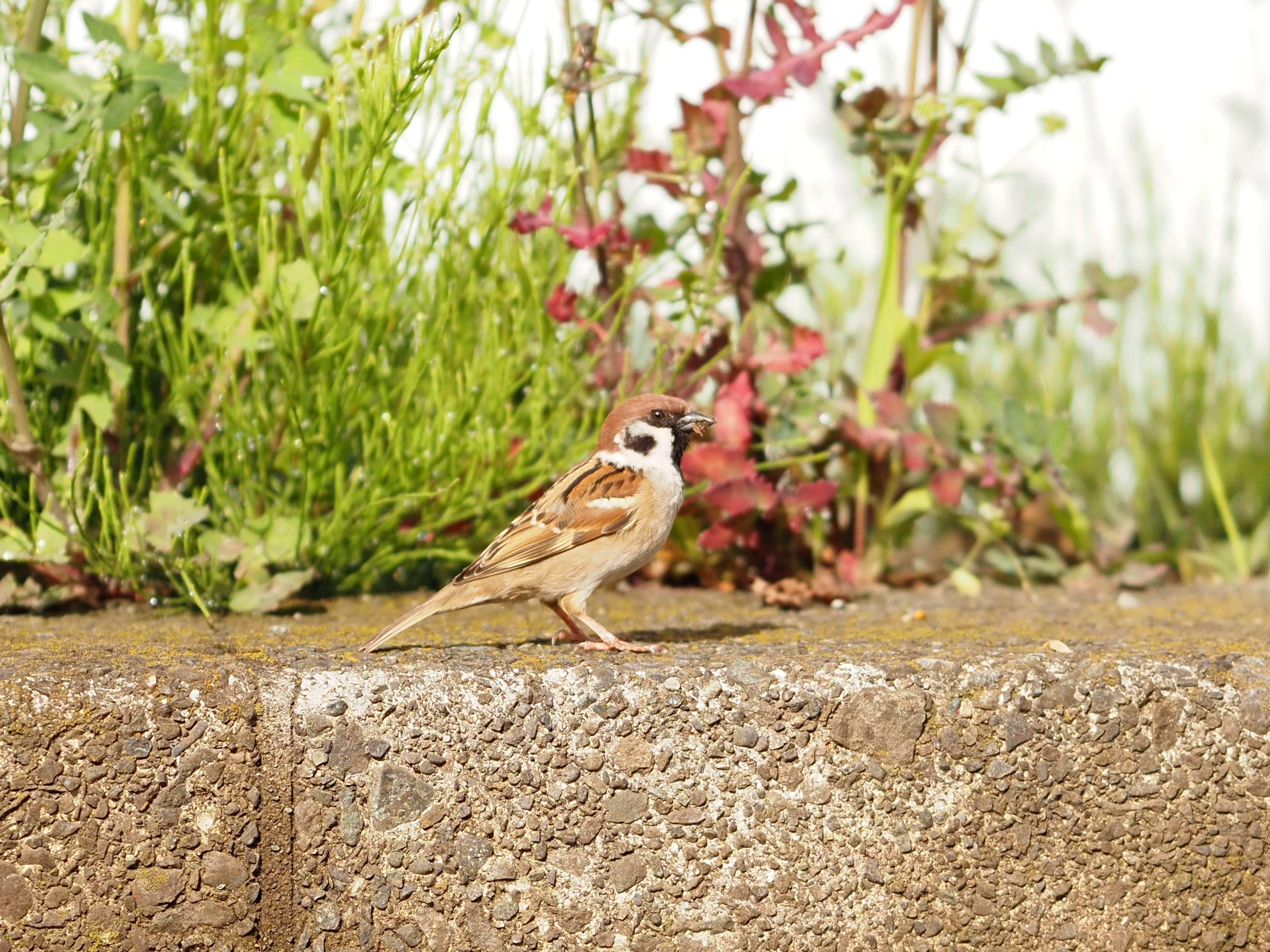 SAMYANG ED UMC 135mm F2 マイクロフォーサーズ 望遠 サムヤン 135mm F2.0 ED UMC マイクロフォーサーズ | 交換レンズ