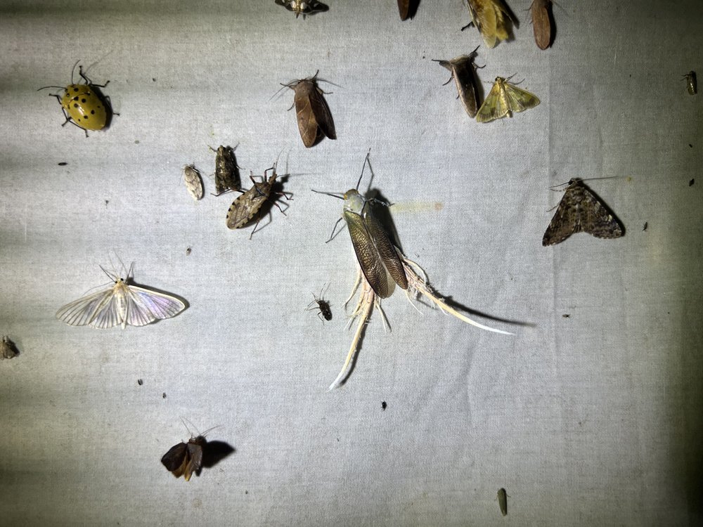 南アメリカのオニカミキリの1種・ペア オキナワモンキカミキリ