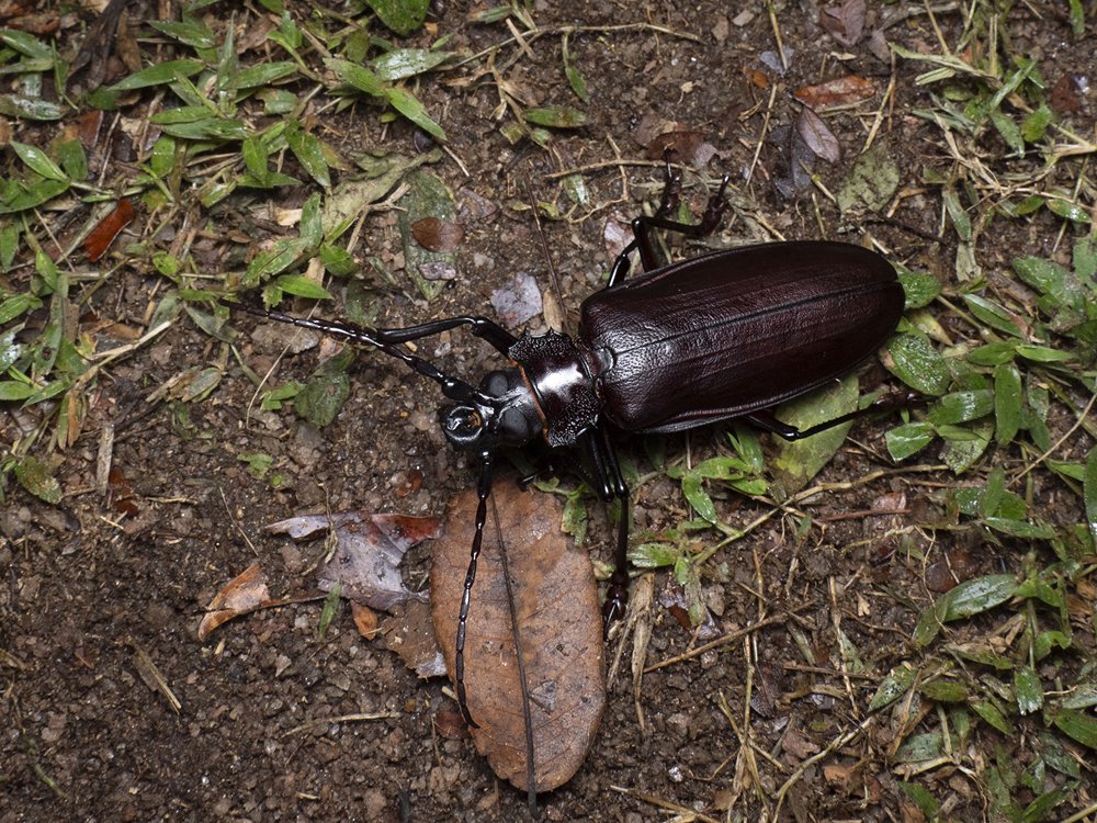 タイタンオオウスバカミキリ - Wikipedia