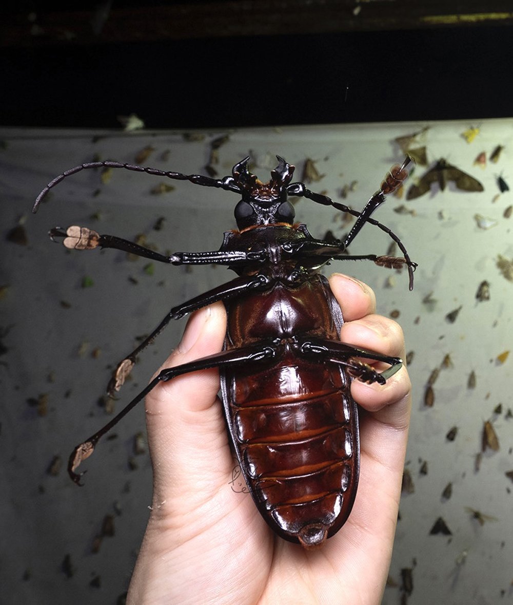 タイタンオオウスバカミキリ - Wikipedia