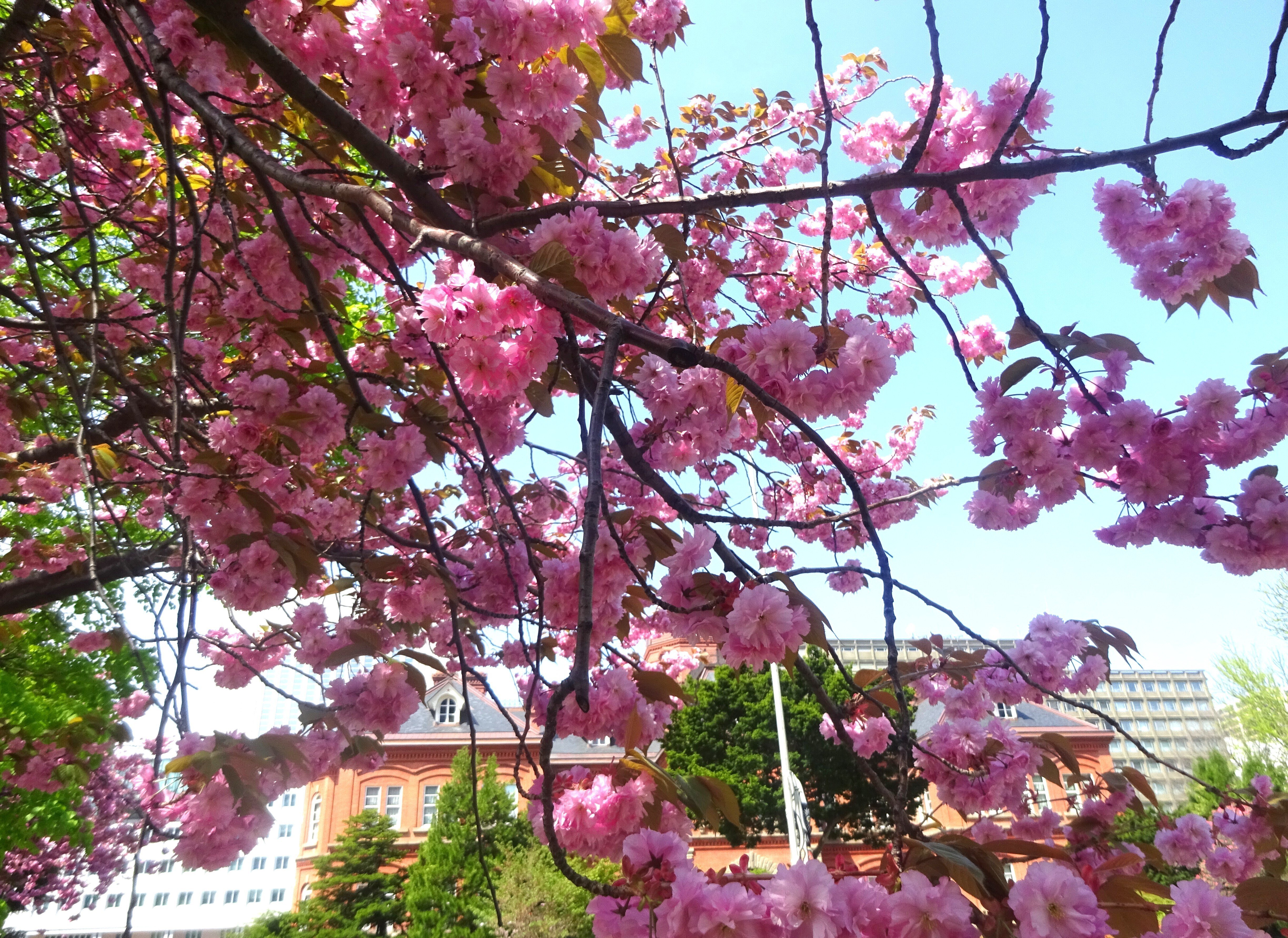 札幌市内で見頃の八重桜(2025年5月12日)｜北海道さっぽろ観光案内所
