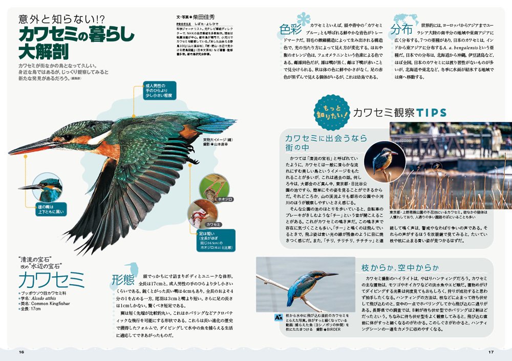 BIRDER6月号の見どころ｜ブンイチ（文一総合出版）
