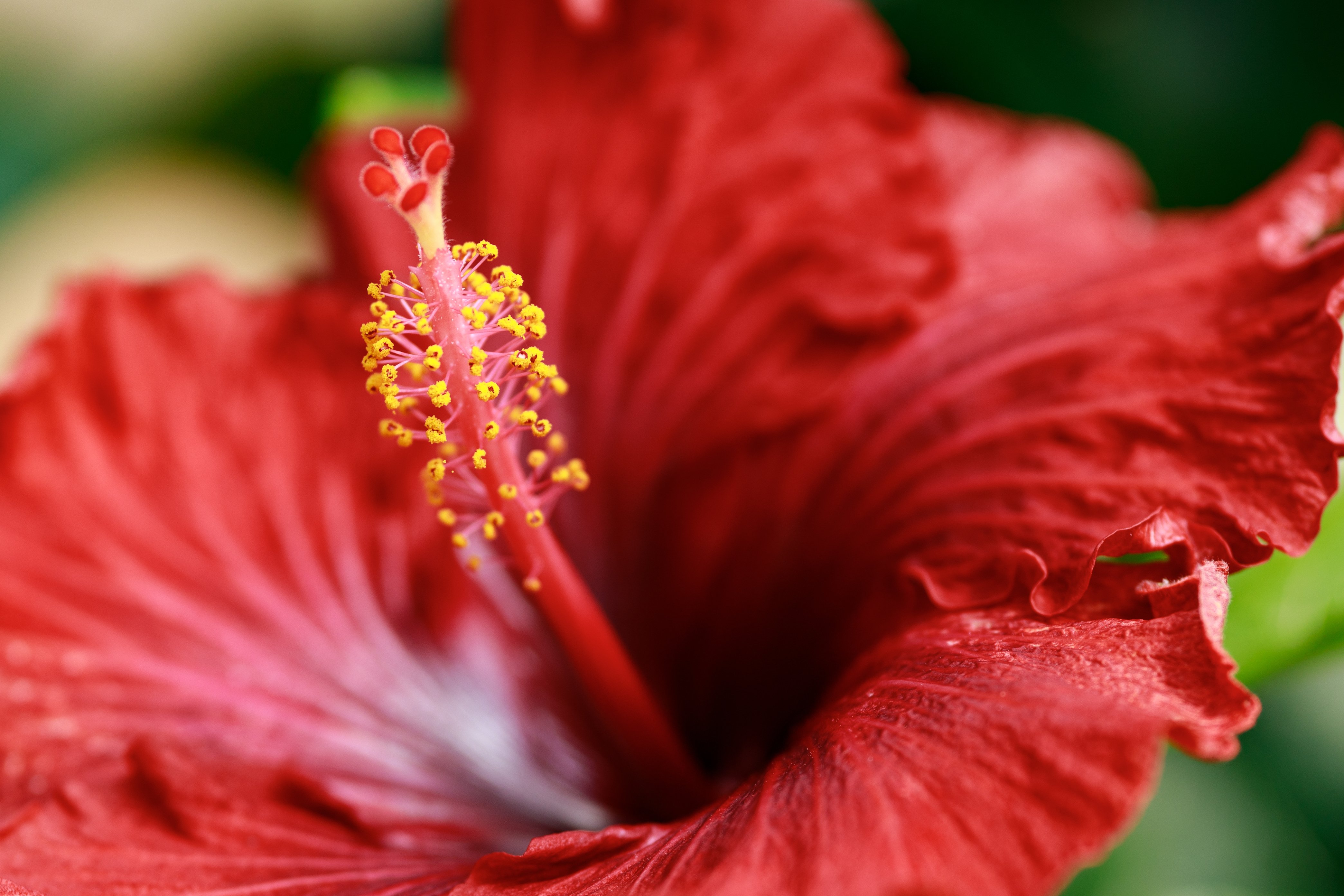 ヒスイカズラ 宝石のような花 ヒスイカズラ｜なつ