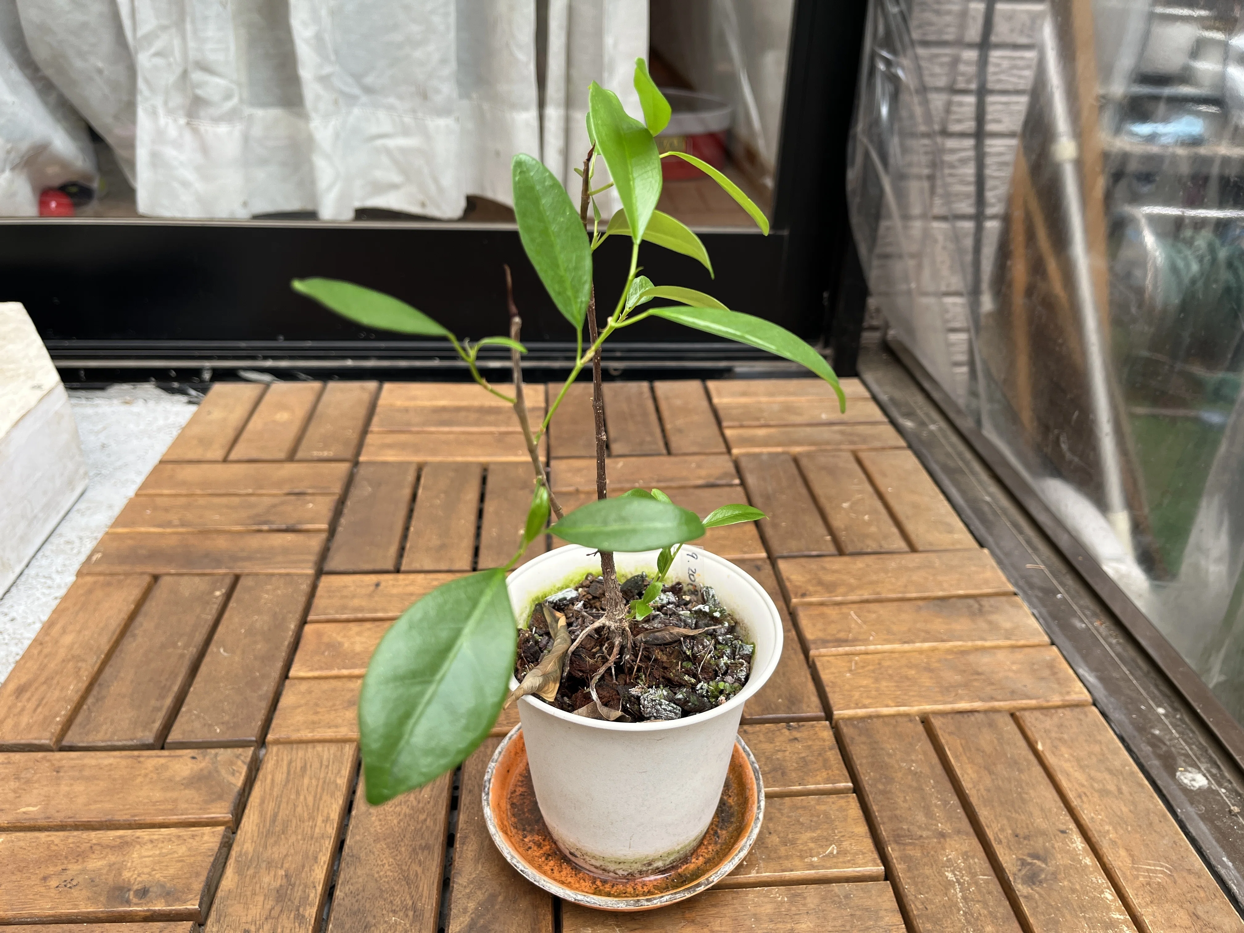 職場の植物-ガジュマル-(2025.5.12)｜NAKADA Shugo