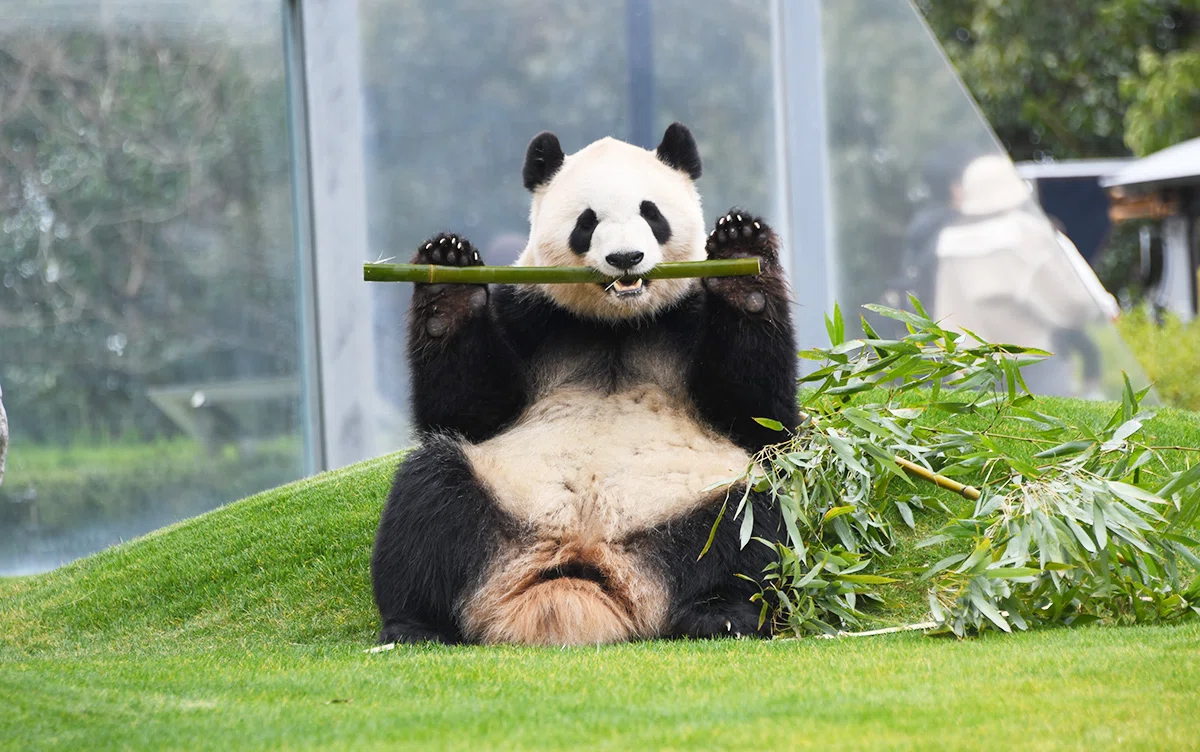 The Planning of 'New Species Panda World' and the Charm of