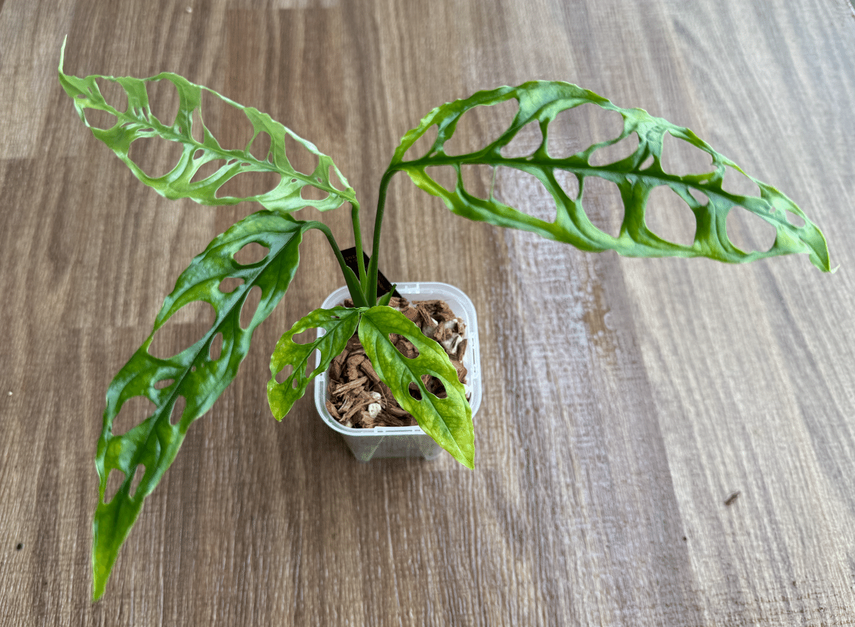 直接取引・手渡しのみ　斑入りモンステラ 直接取引・手渡しのみ 観葉植物 斑入りモンステラ 斑入りモンステラ 4