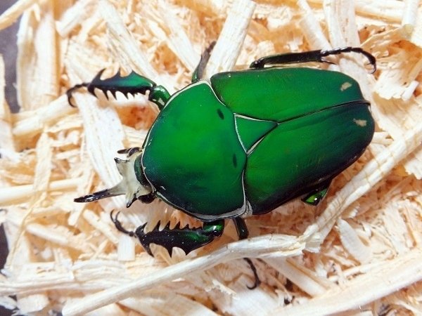 トルクアータオオツノカナブン・インマキュリコリス亜種の飼育記録