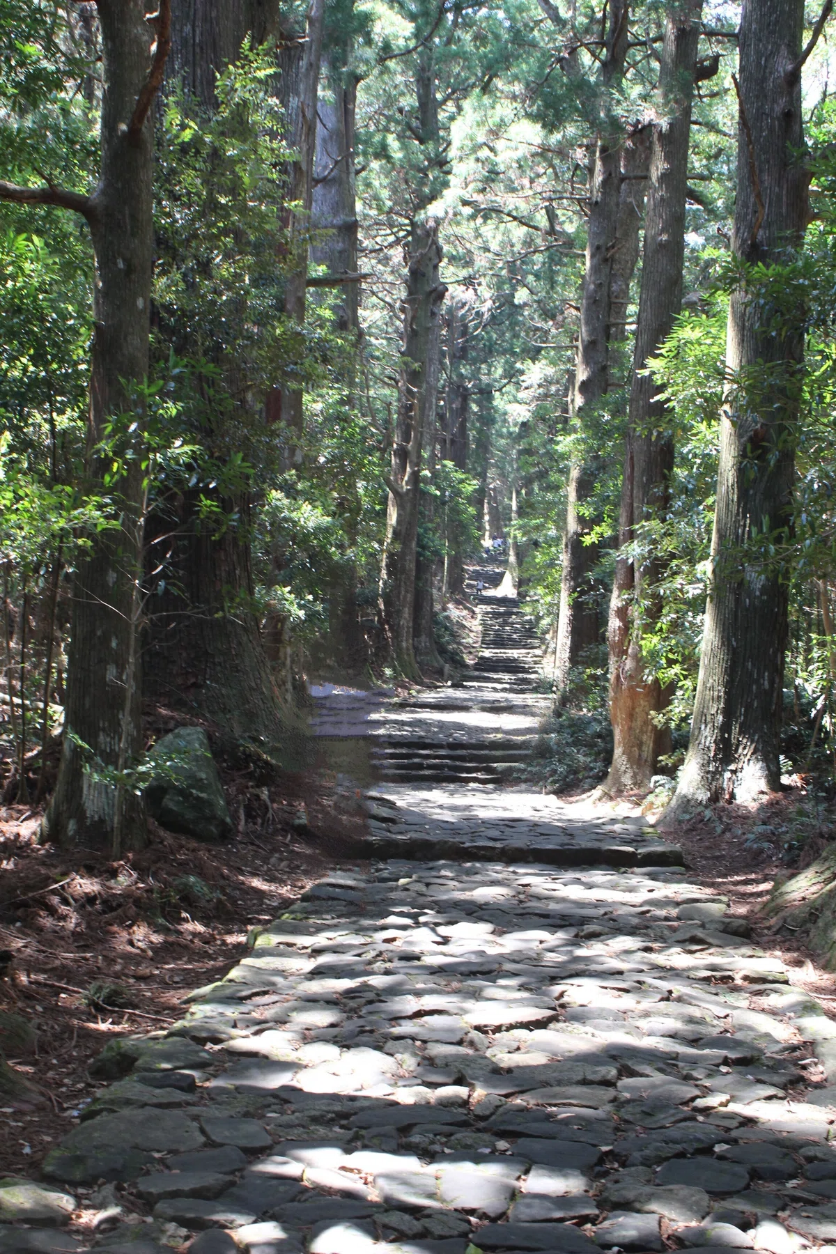 熊野古道を歩く＜大門坂～那 …