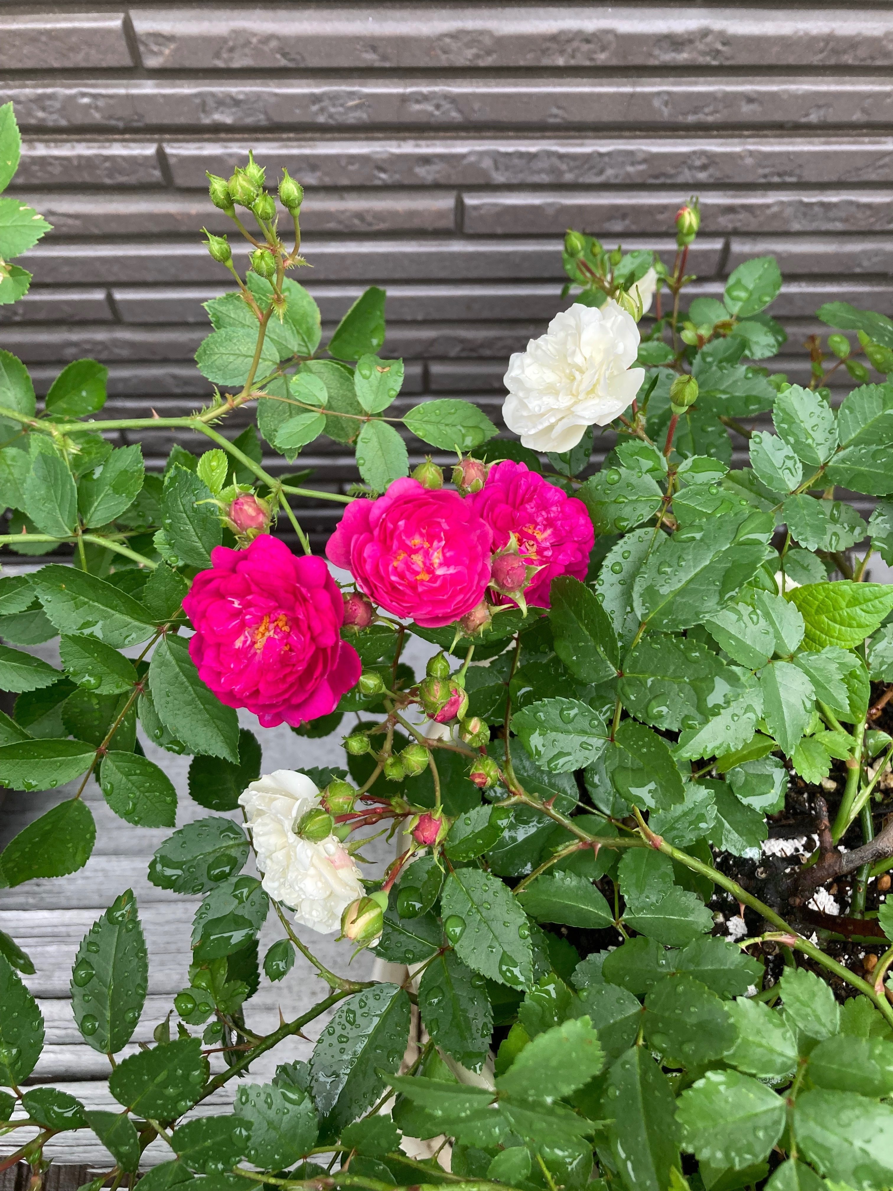 しばらく薔薇｜1969kao1988hana