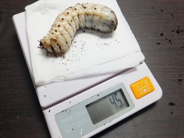 カメルーン産 奇色 トルクアタ イマキュリコリス 60mm カメルーン産 奇