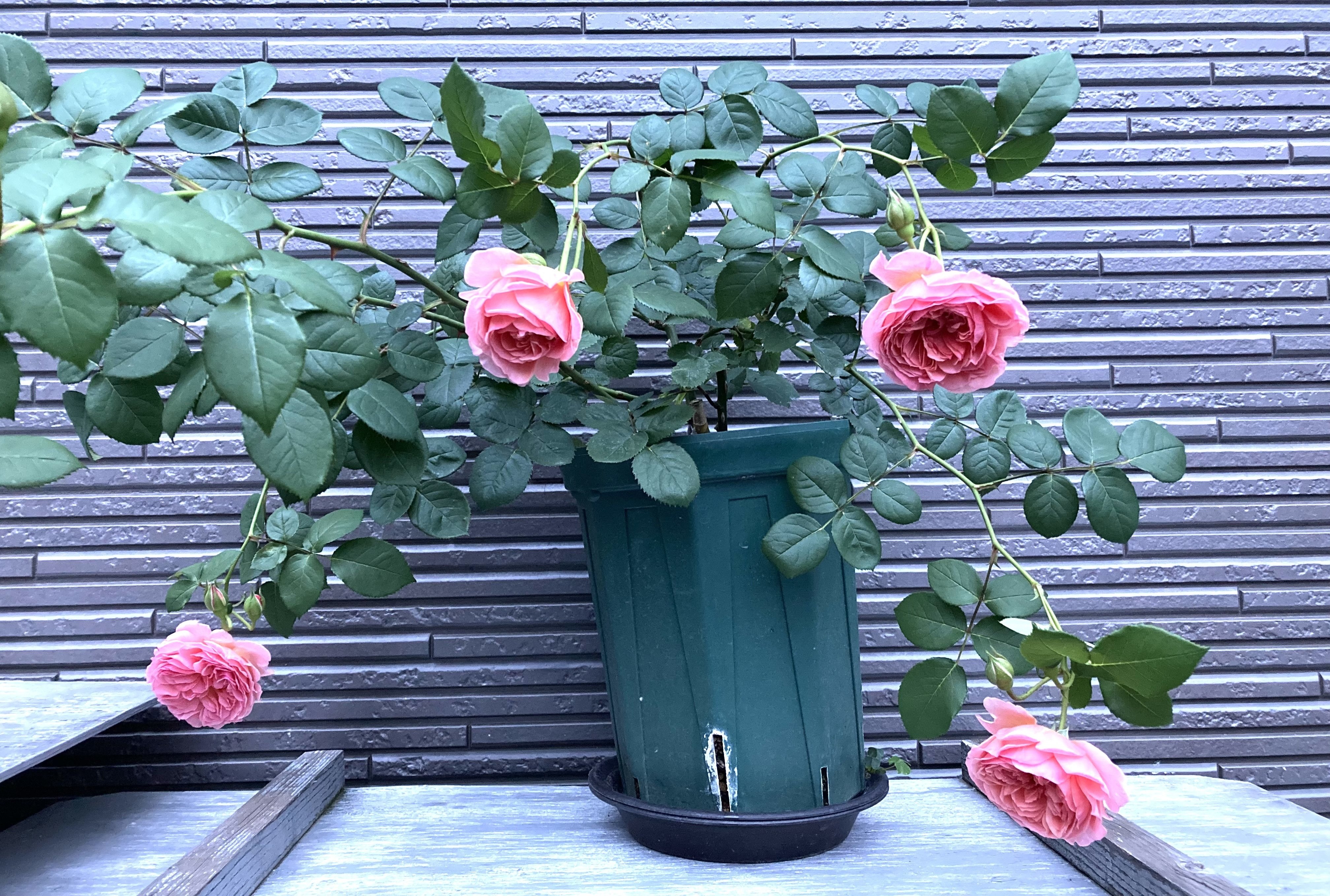 しばらく薔薇｜1969kao1988hana