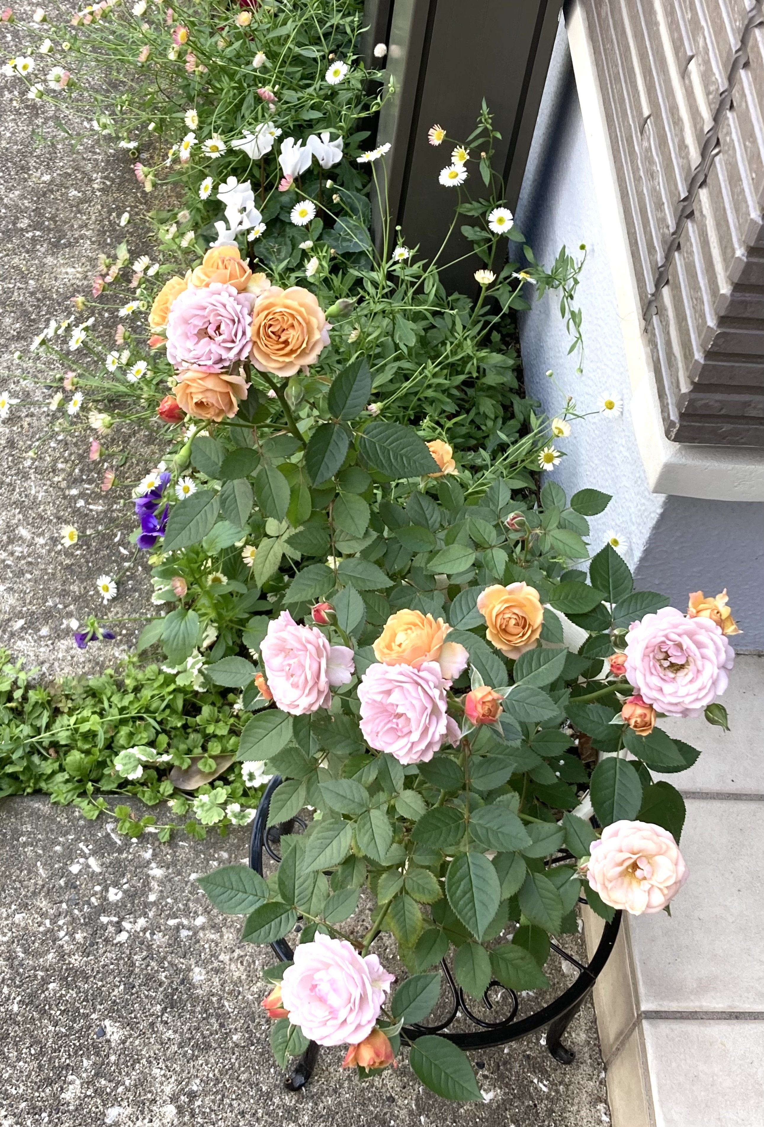 しばらく薔薇｜1969kao1988hana