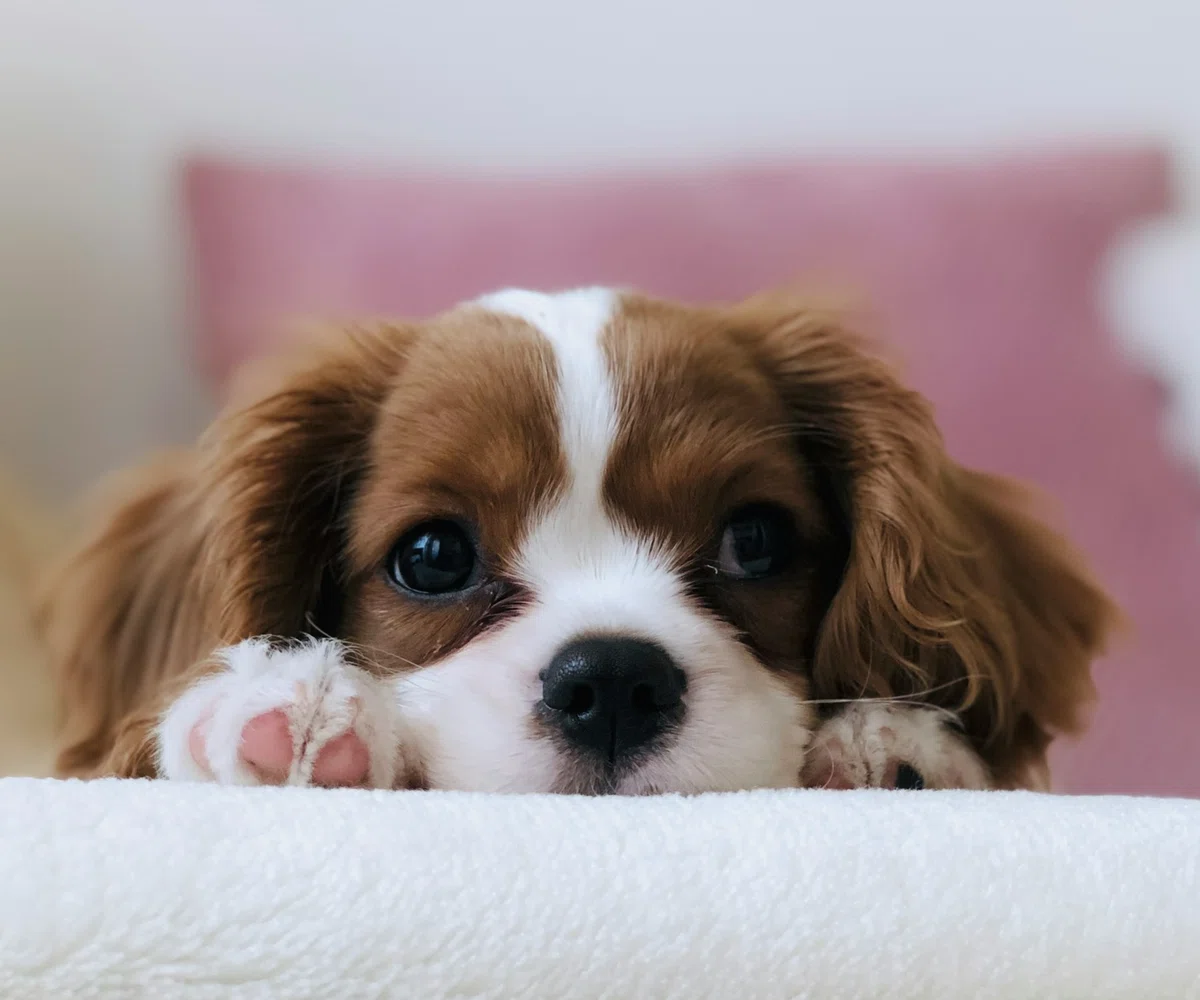 愛犬と地球環境