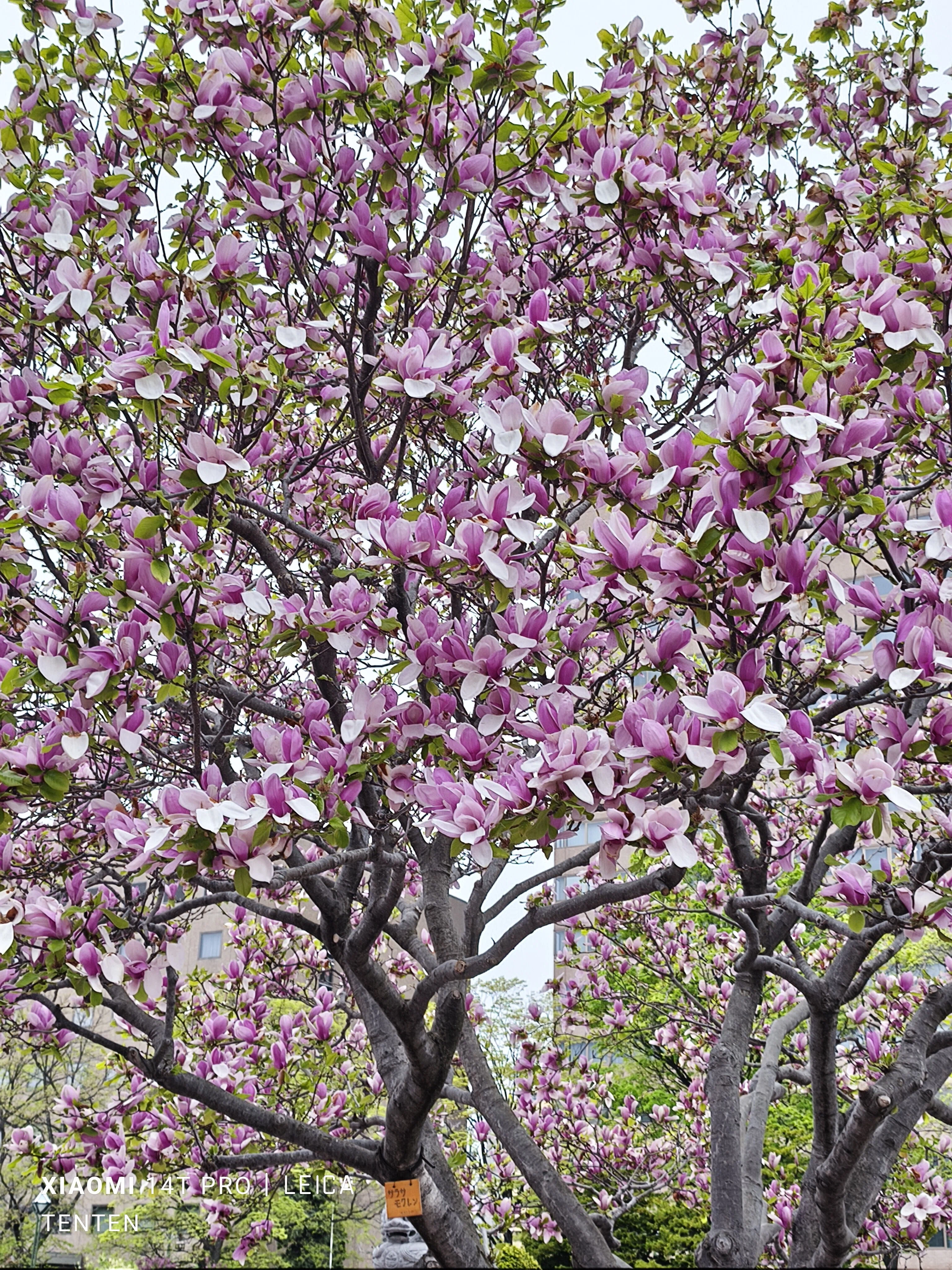 2025.2.4満園春色　桜園 大通公園の木蓮と札幌市教育文化会館の八重桜（2025年5月11日