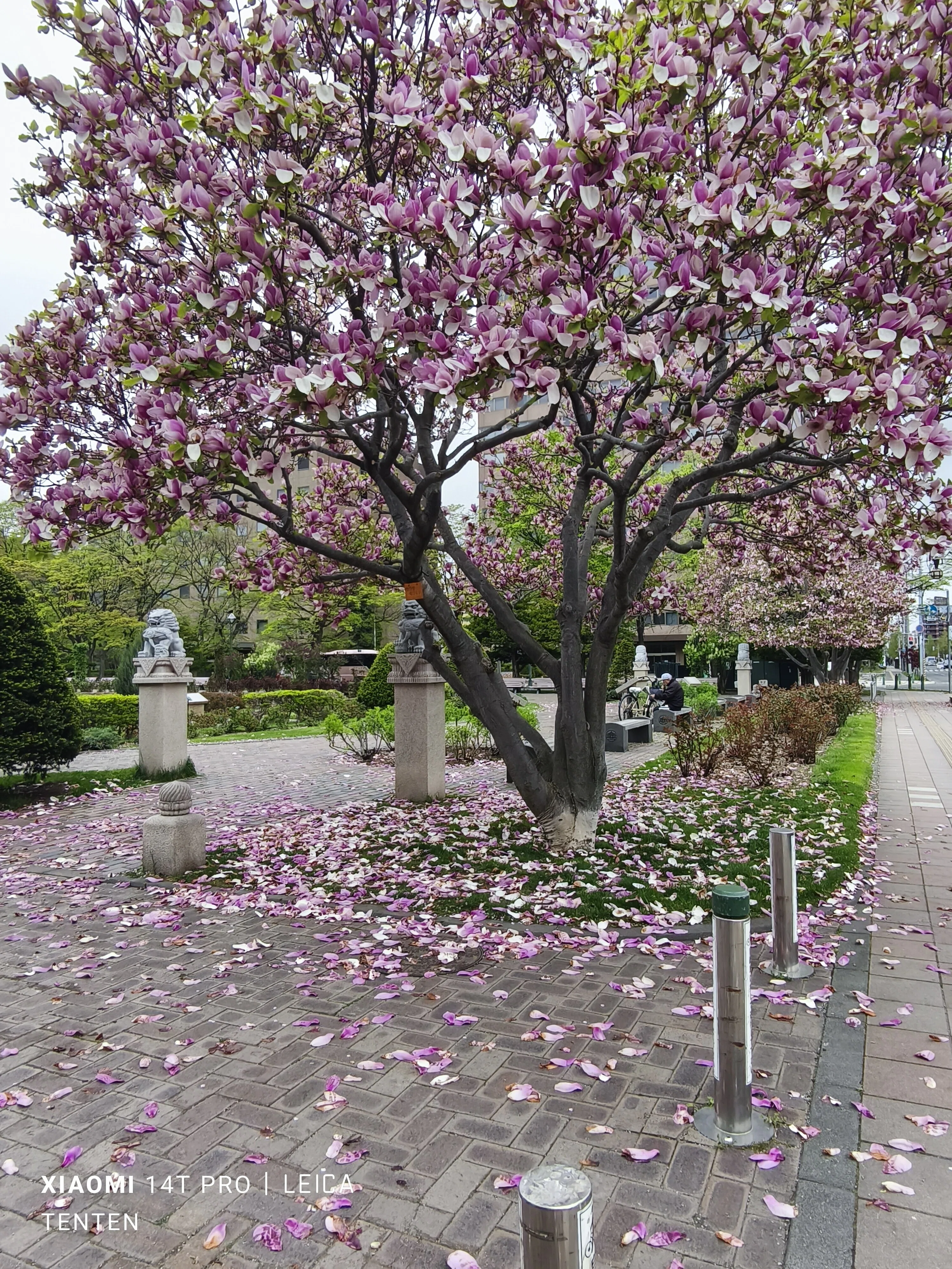大通公園の木蓮と札幌市教育文化会館の八重桜（2025年5月11日