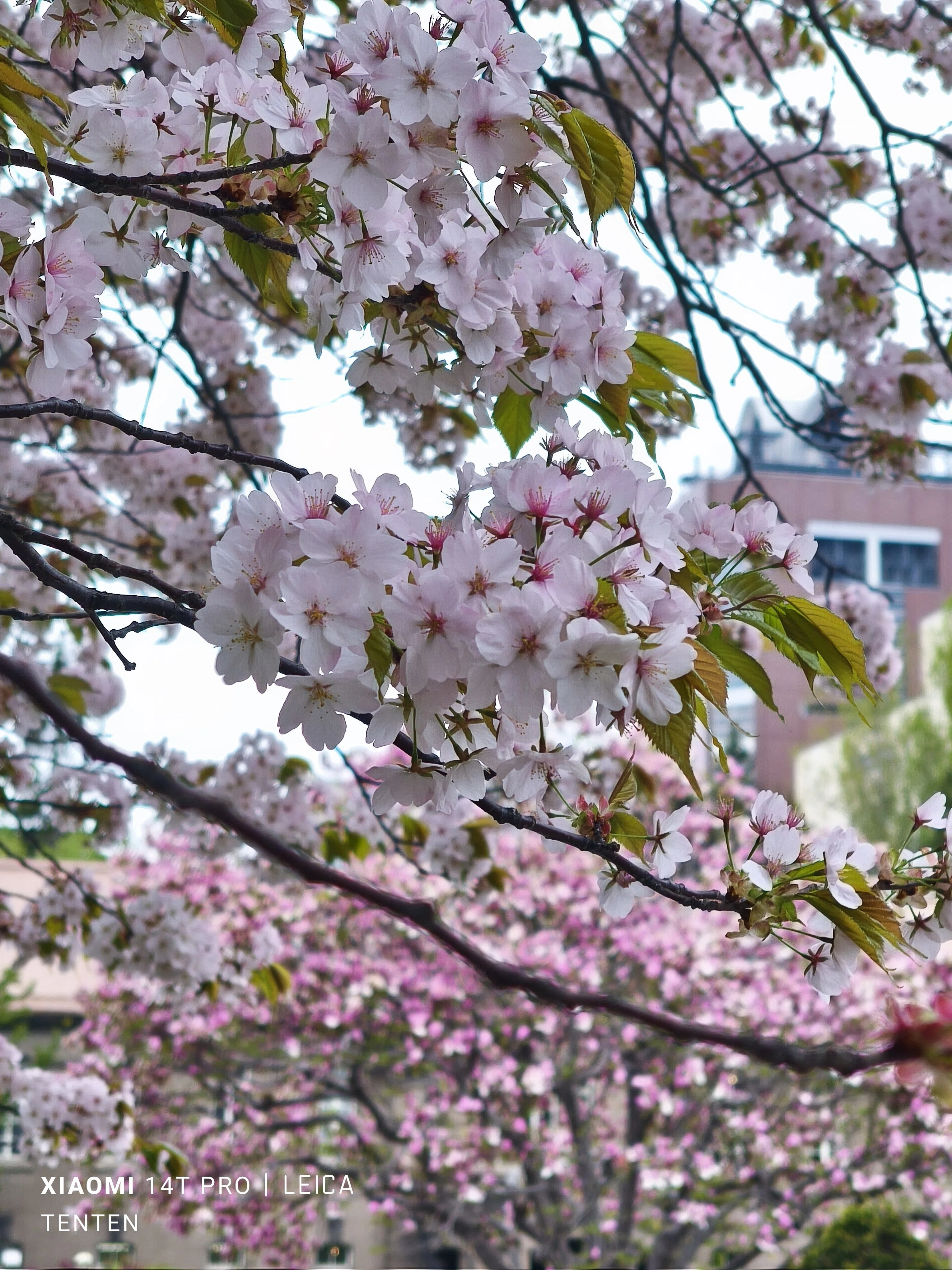 大通公園の木蓮と札幌市教育文化会館の八重桜（2025年5月11日