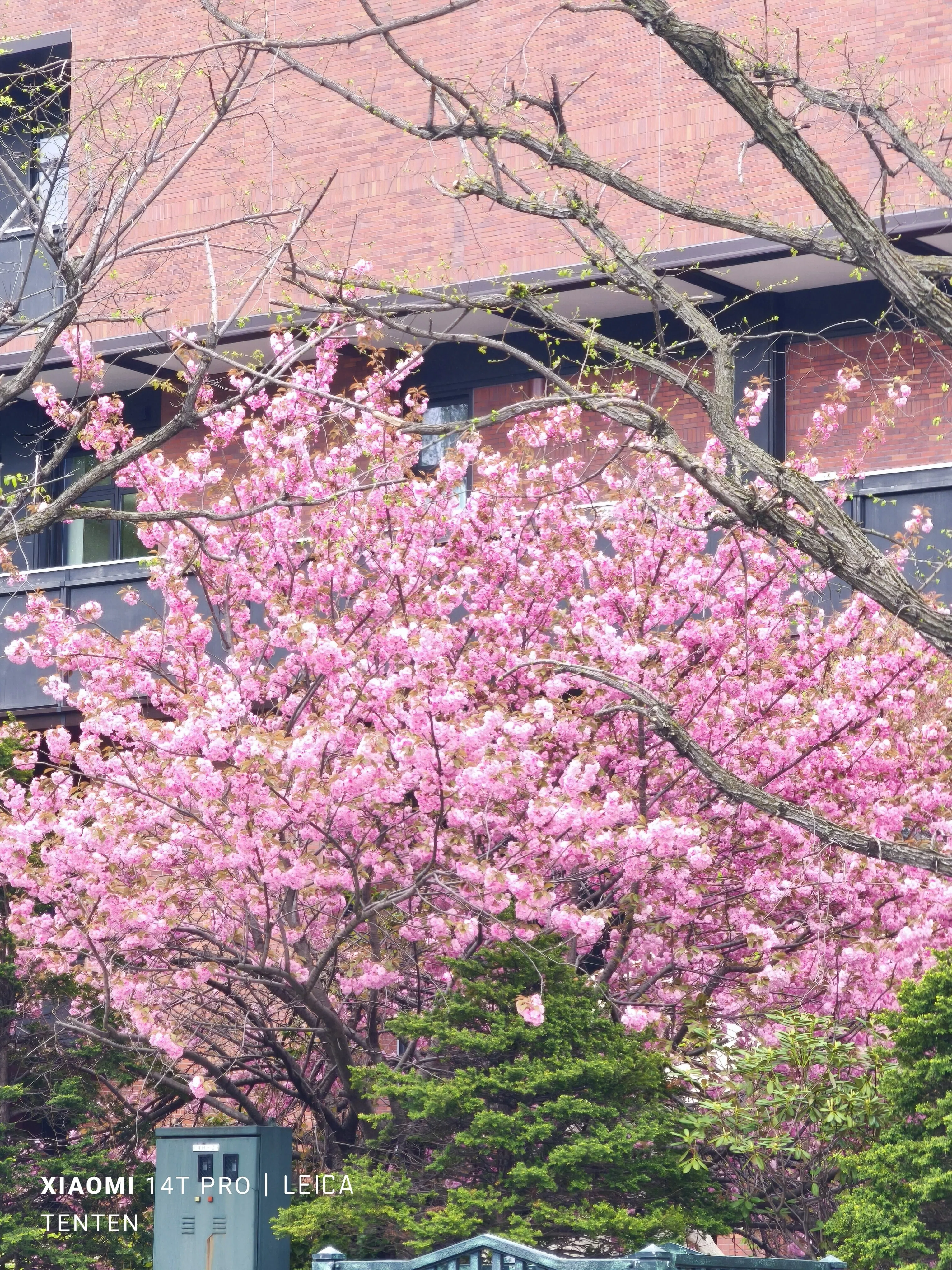 大通公園の木蓮と札幌市教育文化会館の八重桜（2025年5月11日